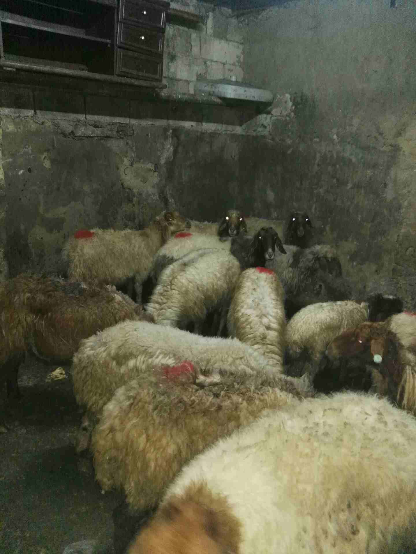 كوم للبيع
لا تنسَ أنك شاهدت هذا الإعلان في عنكبوت
غنم نعاج للبيع ثنايا ورباعيات وخناصر وعوابير م...