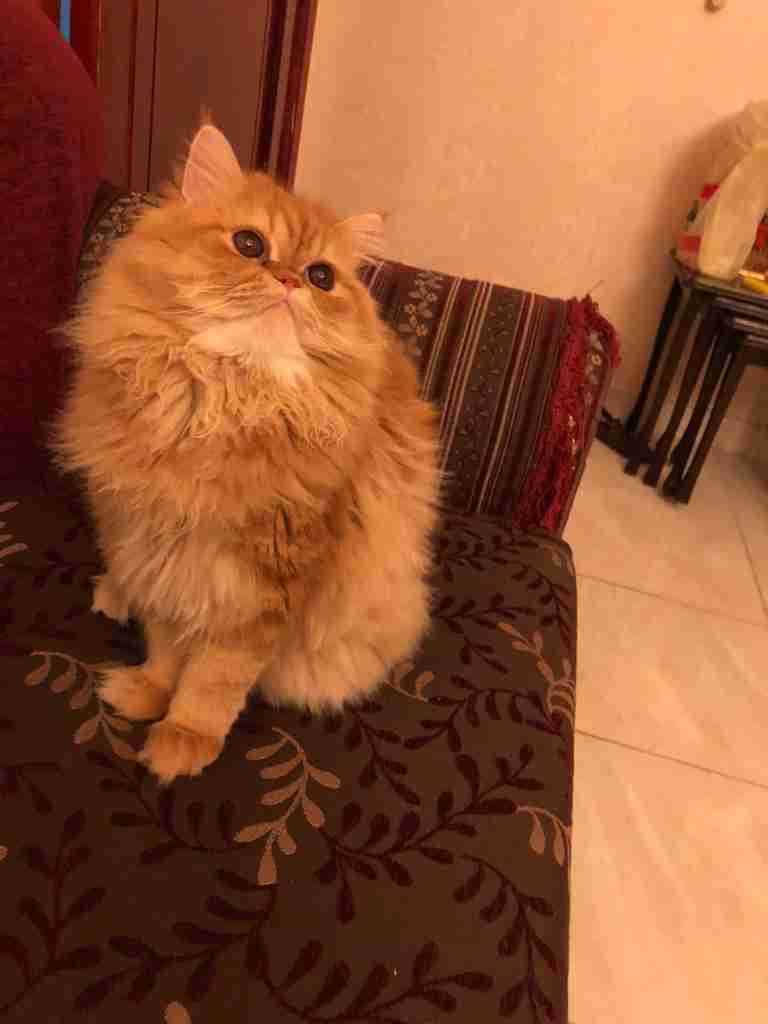 ذكر بيرشون العمر 8 شهور
لا تنسَ أنك شاهدت هذا الإعلان في عنكبوت
ذكر بيرشون العمر 8 شهور الون...