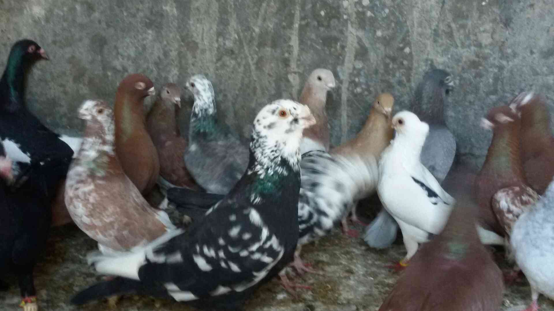 حمام للبيع
لا تنسَ أنك شاهدت هذا الإعلان في عنكبوت
للبيع 47 طير مشكله فيها اجواز وكش البيع كو...