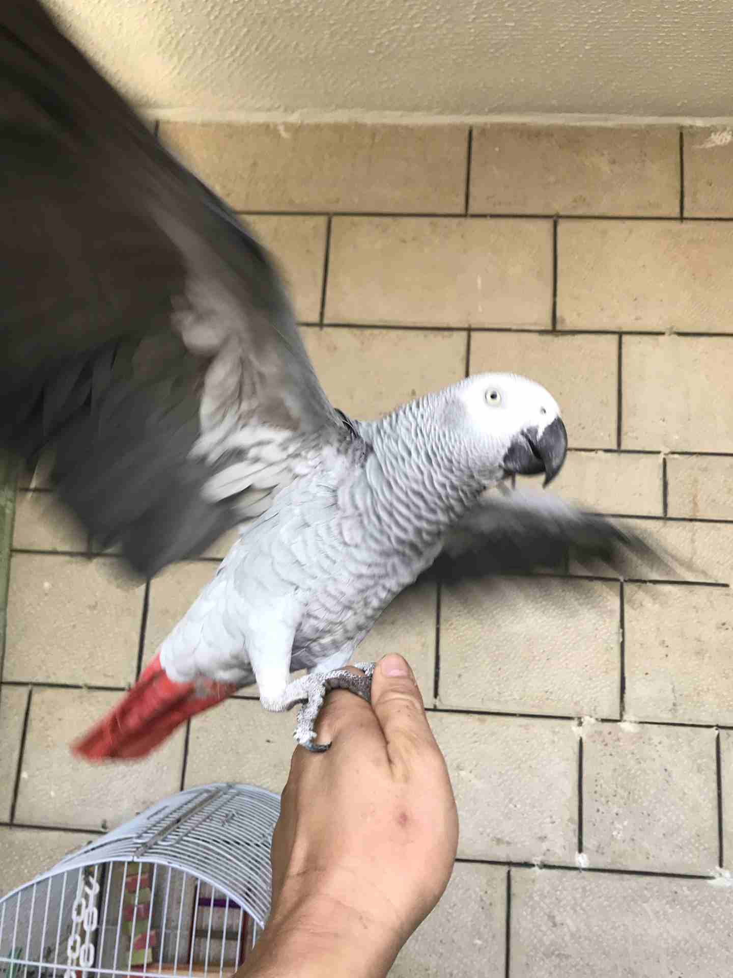 كاسكو عدد 2 للبيع
لا تنسَ أنك شاهدت هذا الإعلان في عنكبوت
كاسكو لون ثلجي بحكي 30 كلمه 370 دينار
ك...