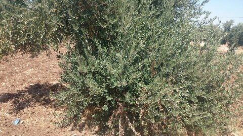 ارض 3400متر في جنوب مادبا في بلدة لب                                            


	 				لا تنسَ أنك شاهدت هذا الإعلان في عنكبوت            
	 				
                                مزرعتين --كف وتر...
