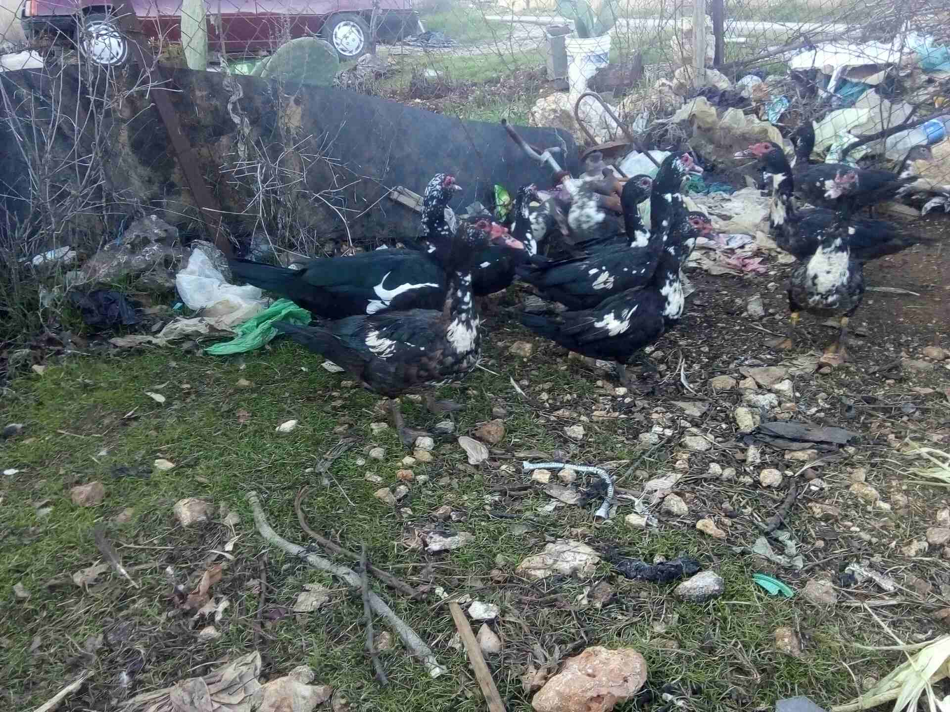 عدد عشرين بطه
لا تنسَ أنك شاهدت هذا الإعلان في عنكبوت
بط مصر للبيع سبع اديوك او اكثر و13بطه الرقم...