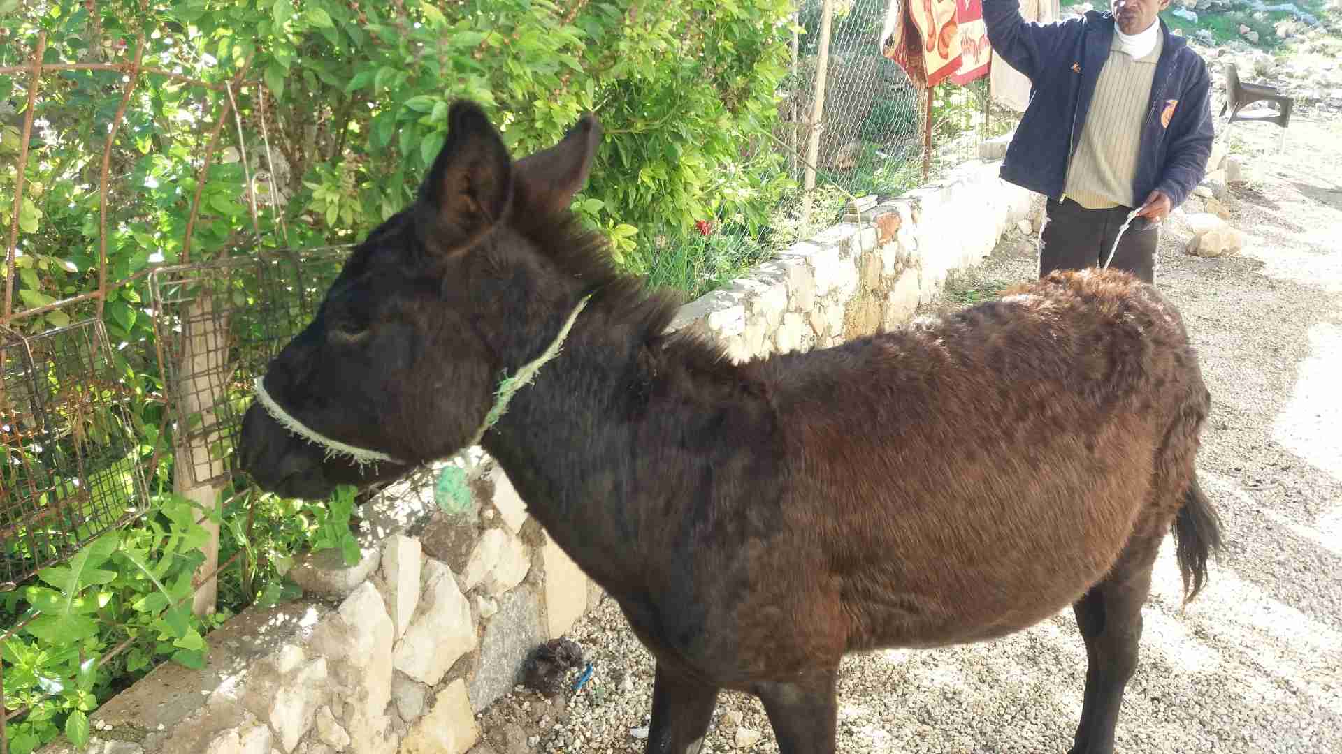 حمار للببع حراث ومعاززي                                            


	 				لا تنسَ أنك شاهدت هذا الإعلان في عنكبوت            
	 				
                                بسعر مغري...