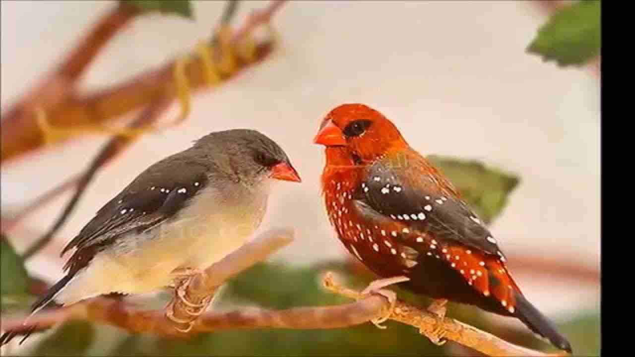جوز عصفور الفراوله مع قفص 22 دينار                                            


	 				لا تنسَ أنك شاهدت هذا الإعلان في عنكبوت            
	 				
                            جوز عصفور الفراوله مع...