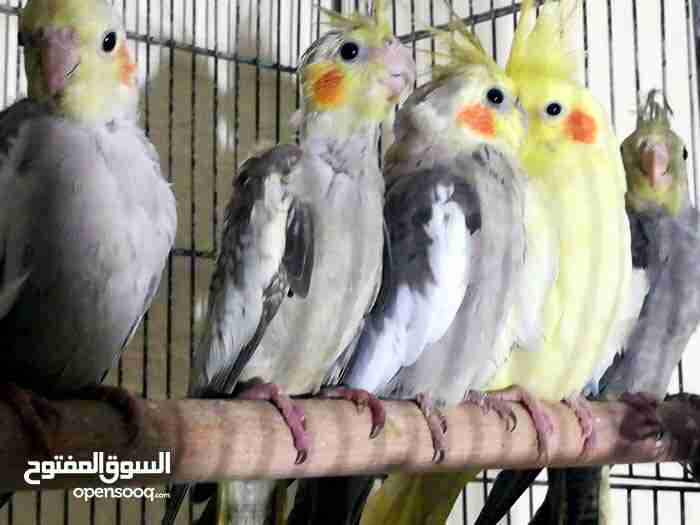 جوز كوكتيل للبيع مع 3فراخ ماشاء الله
لا تنسَ أنك شاهدت هذا الإعلان في عنكبوت
جوز كوكتيل للبي...