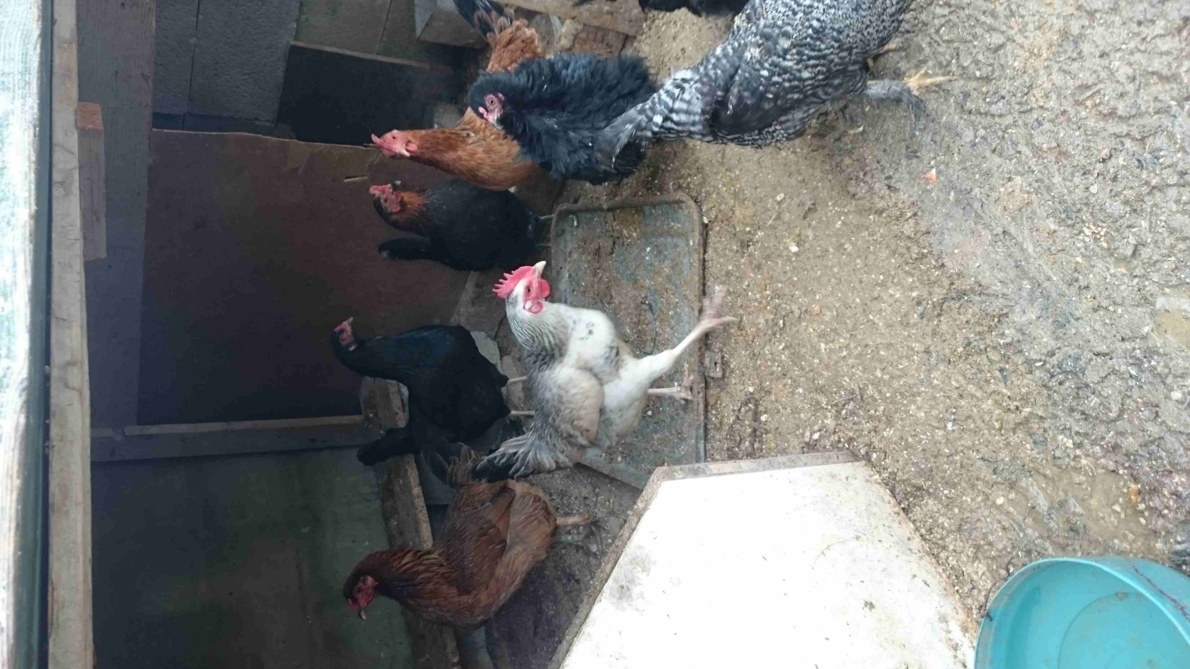 دجاج بلدي 8  دجاجات                                            


	 				لا تنسَ أنك شاهدت هذا الإعلان في عنكبوت            
	 				
                            دجاج بلدي عدد 8...