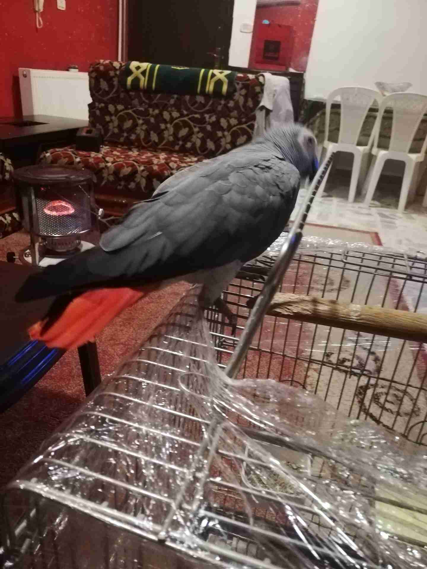 كاسكو متكلم أليف للبيع
لا تنسَ أنك شاهدت هذا الإعلان في عنكبوت
يسعد اوقات الجميع...
كاسكو دبل...