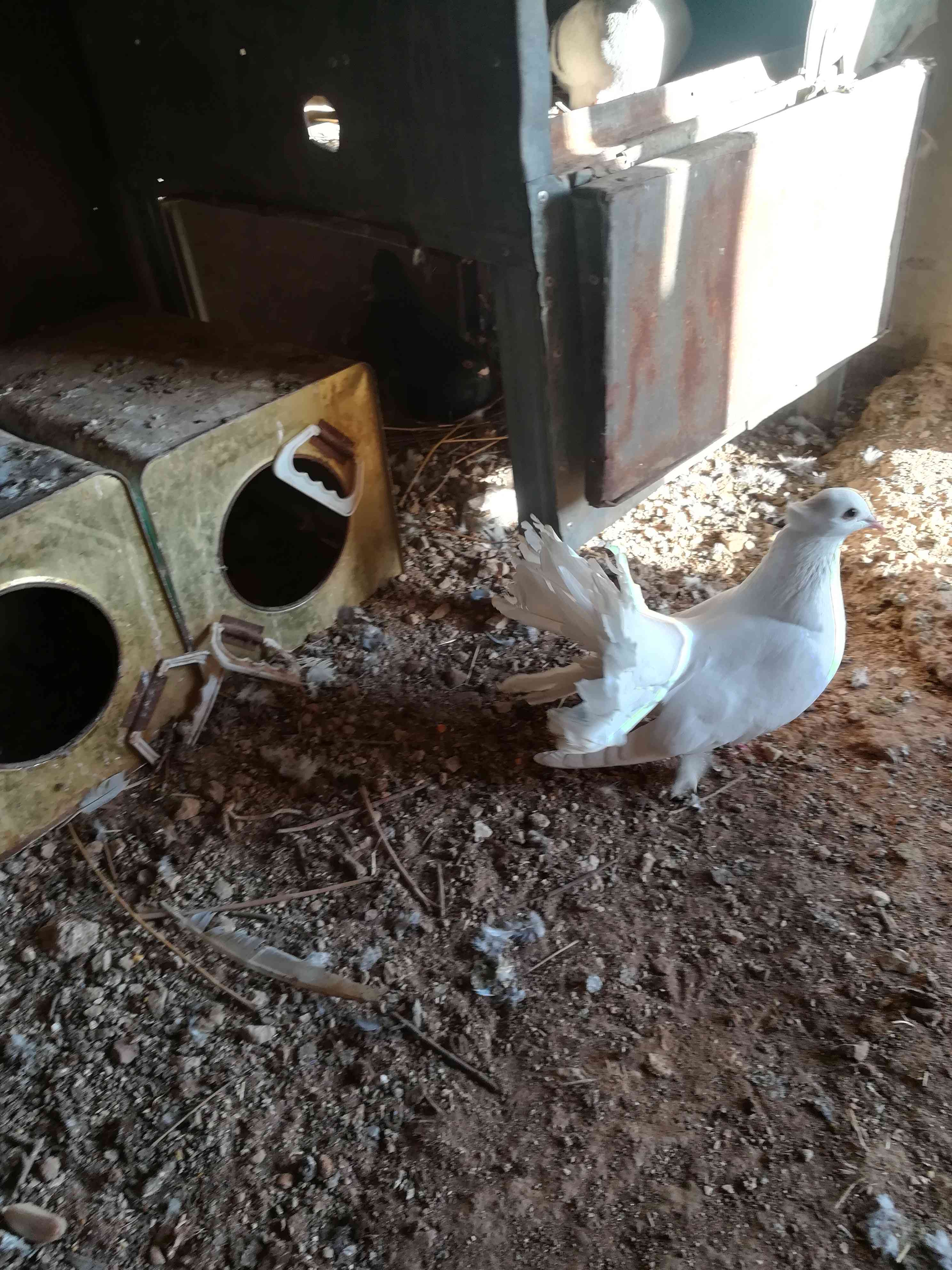 جوز هزاز بيطرد عبيض
لا تنسَ أنك شاهدت هذا الإعلان في عنكبوت
جوز هزاز اول خيرو بيطرد عبيض للبي...