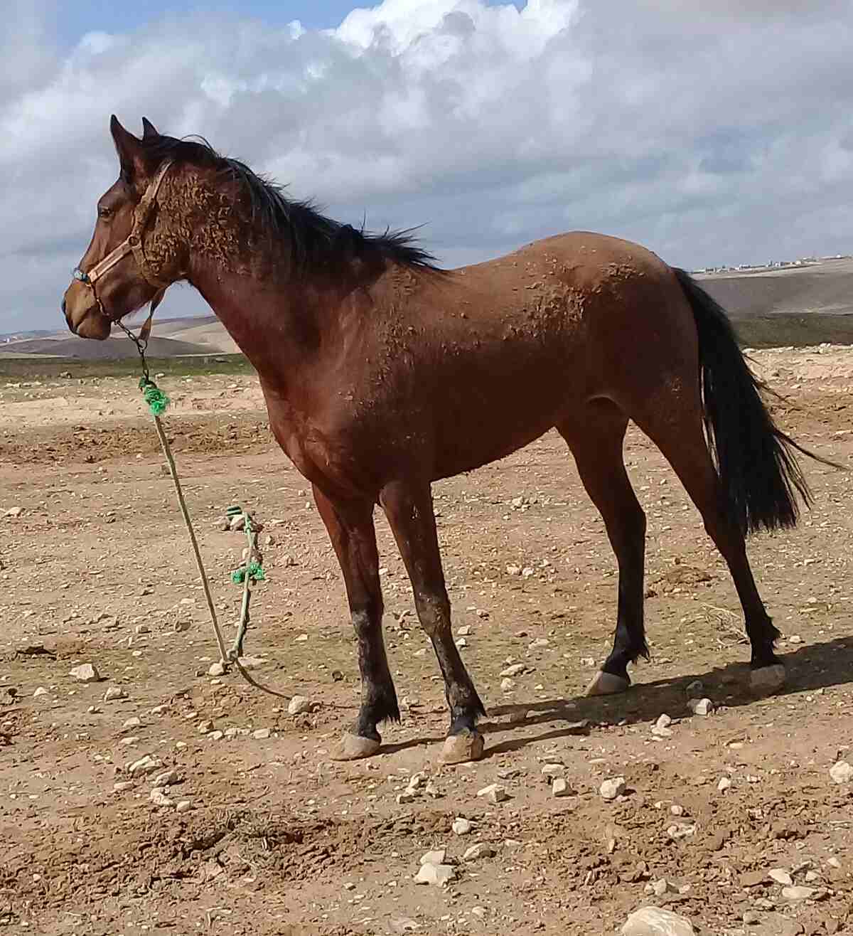 أفلح من ذكر الله وصلى على سيدنا محمد فرس عمر 4سنوات فرس حاميه عاى الركوب                                            


	 				لا تنسَ أنك شاهدت هذا الإعلان في عنكبوت            
	 				0777385398...