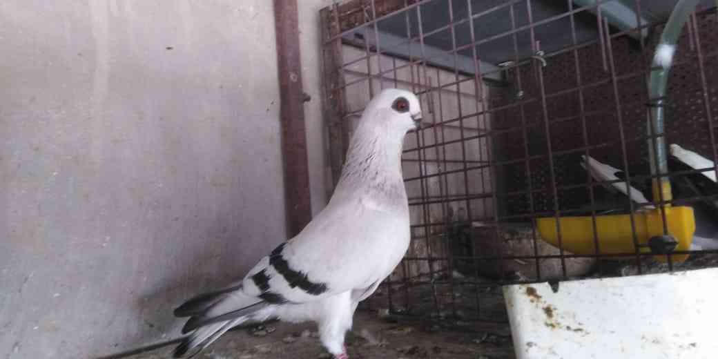 جوز بغداديات للبيع وطيرت بوز للبيع سعر الطيره 10 دنانير والجوز البغدادي 20 دينار                                            


	 				لا تنسَ أنك شاهدت هذا الإعلان في عنكبوت...