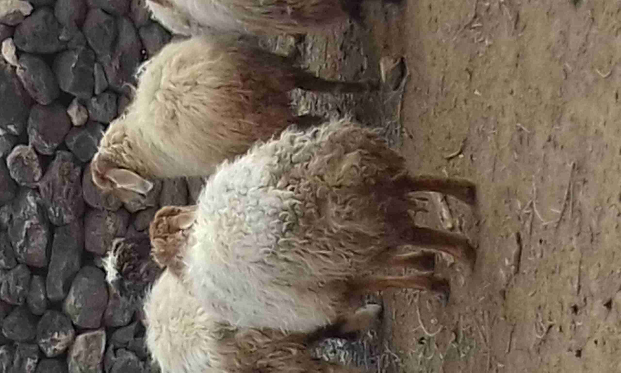 خمس نعاج عخشم الميلاد                                            


	 				لا تنسَ أنك شاهدت هذا الإعلان في عنكبوت            
	 				
                                الغنم سن طيب بيهن ثنايا وخماس م...
