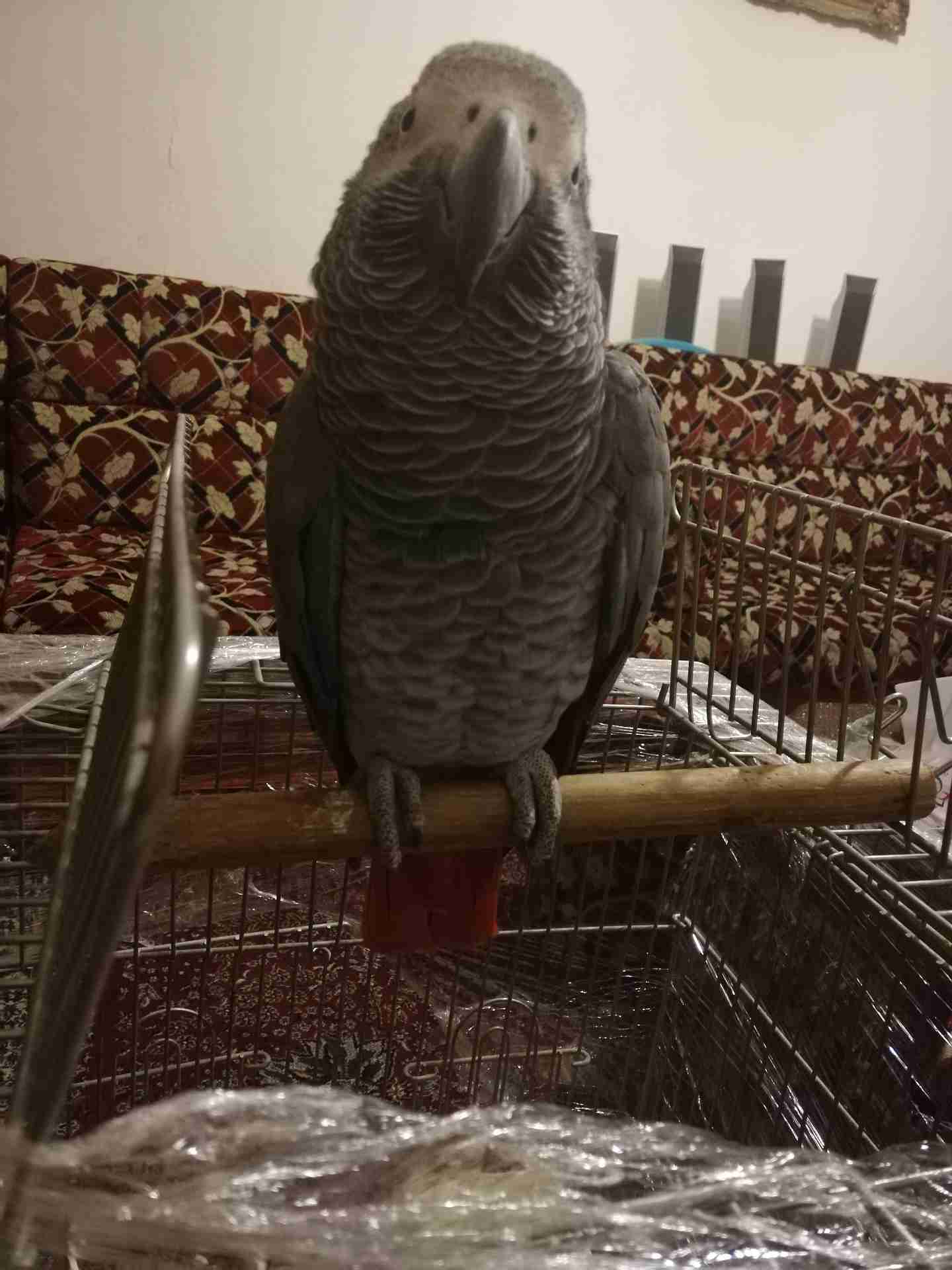 كاسكو متكلم أليف للبيع
لا تنسَ أنك شاهدت هذا الإعلان في عنكبوت
يسعد اوقات الجميع...
كاسكو دبل...