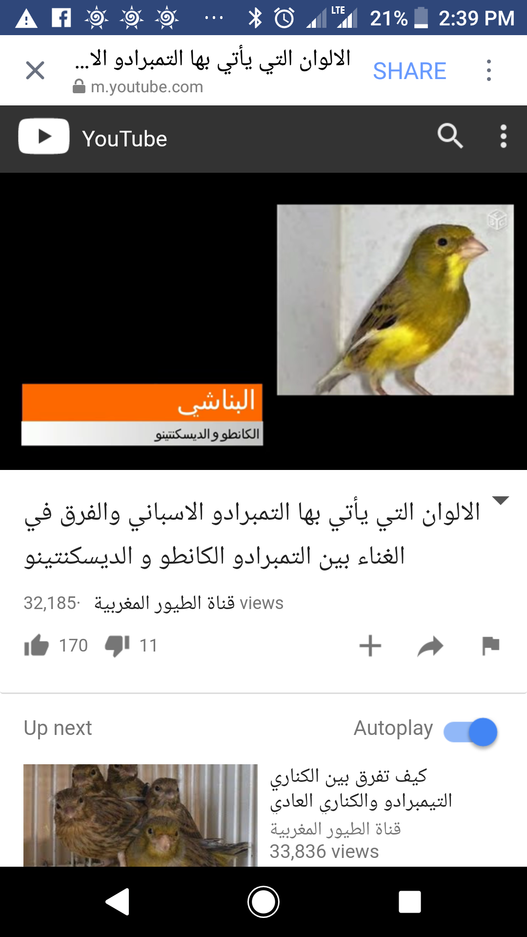 كناري زيتي على خضار بطن أصفر بلدي فحل تصفير نار أصوات متنوعة
لا تنسَ أنك شاهدت هذا الإعلان في عنكبوت...