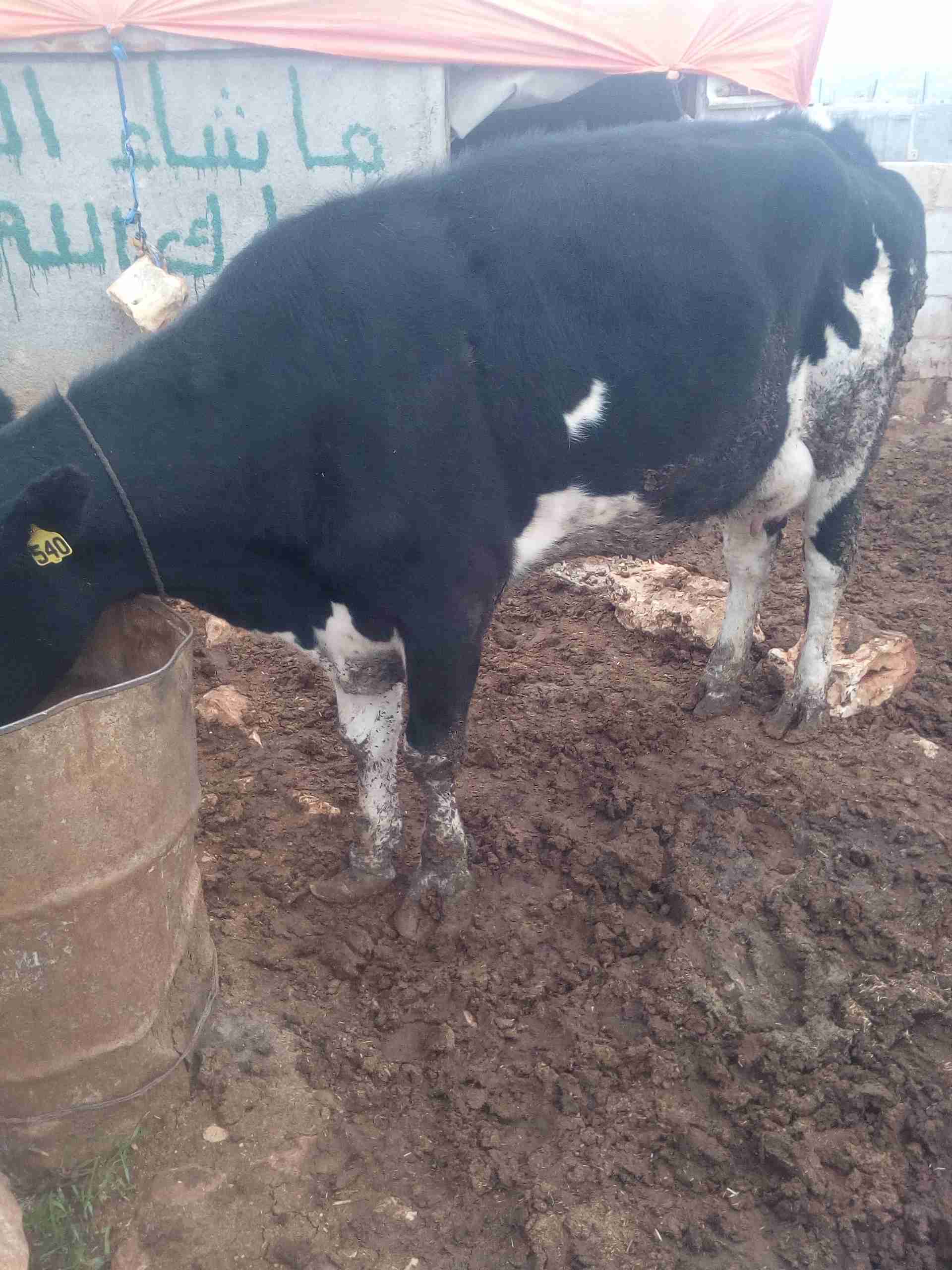 بكيرة اول بطن                                            


	 				لا تنسَ أنك شاهدت هذا الإعلان في عنكبوت            
	 				
                                بكيرة حليب بطن اول معها حبات بتحلب 18 ك...
