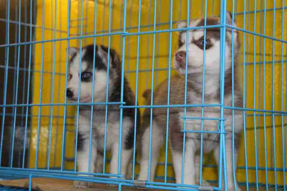 كلاب للبيع dogs for sale
لا تنسَ أنك شاهدت هذا الإعلان في عنكبوت
For sale
1-جراء هاسكي عمر 4...