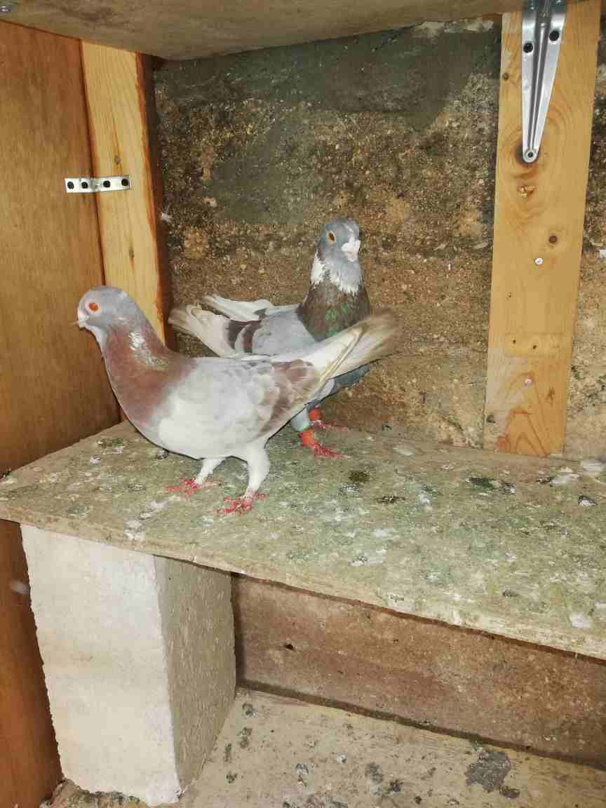 5 جواز وفردة                                            


	 				لا تنسَ أنك شاهدت هذا الإعلان في عنكبوت            
	 				
                            جوز رياحنة طرد ع بيض 
جوز بناديق بغادنة 
جوز...
