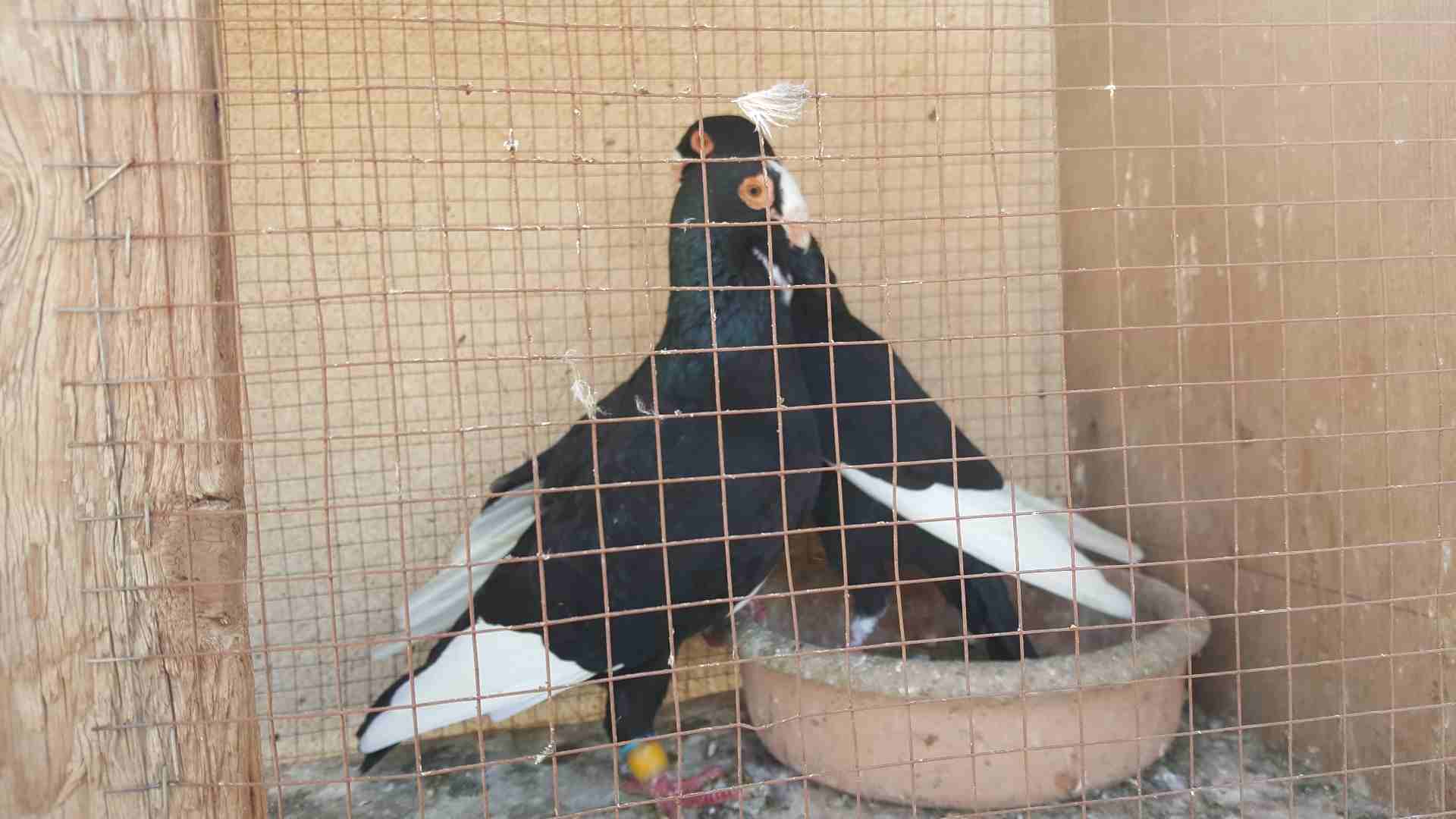 جواز للبيع او للبدل
لا تنسَ أنك شاهدت هذا الإعلان في عنكبوت
جوز مساويد سود بطردن على بيض
جوز كشا...