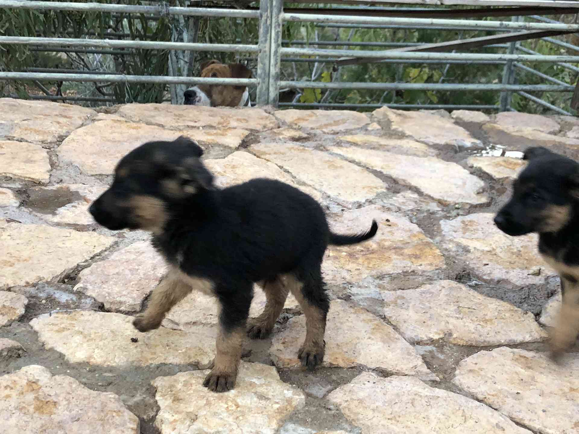 جراو جيرمن شبرد اصلي للبيع
لا تنسَ أنك شاهدت هذا الإعلان في عنكبوت
German Shepherd puppies p...