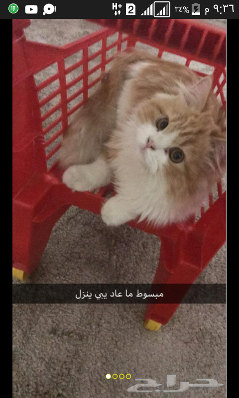 ذكر صغير ست شهور شيرازي بيور ايراني شعر كثيف بيرشن اطراف قصيرة لعوب وحنون مطعم                                            


	 				لا تنسَ أنك شاهدت هذا الإعلان في عنكبوت...