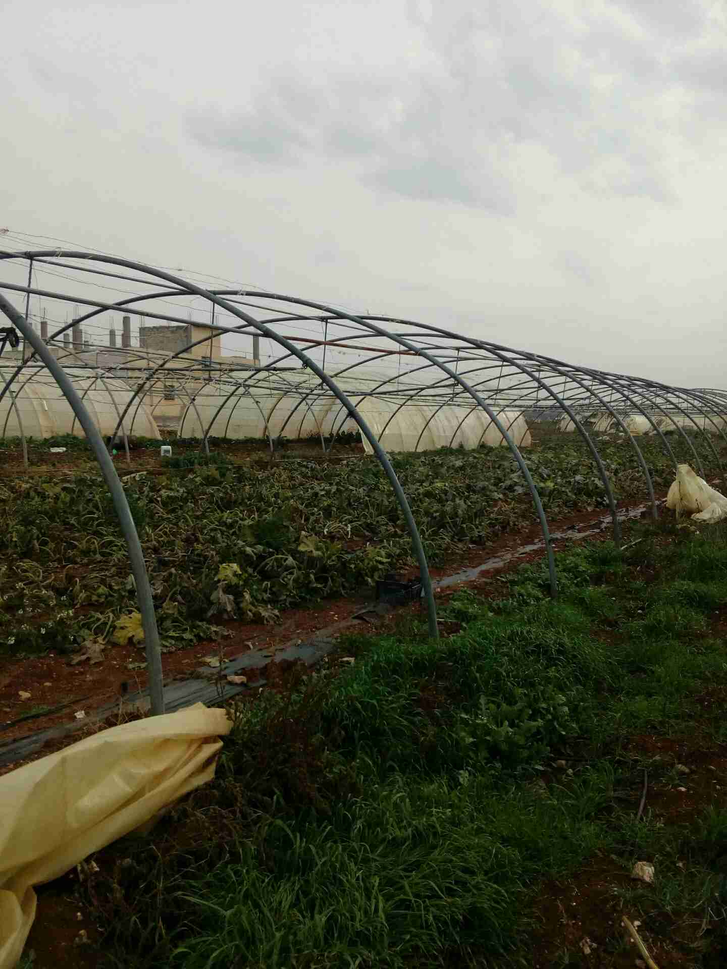 بيوت بلاستك للبيع طول البيت 40متر عرض البيت 9متر                                            


	 				لا تنسَ أنك شاهدت هذا الإعلان في عنكبوت            
	 				
                                بيوت...