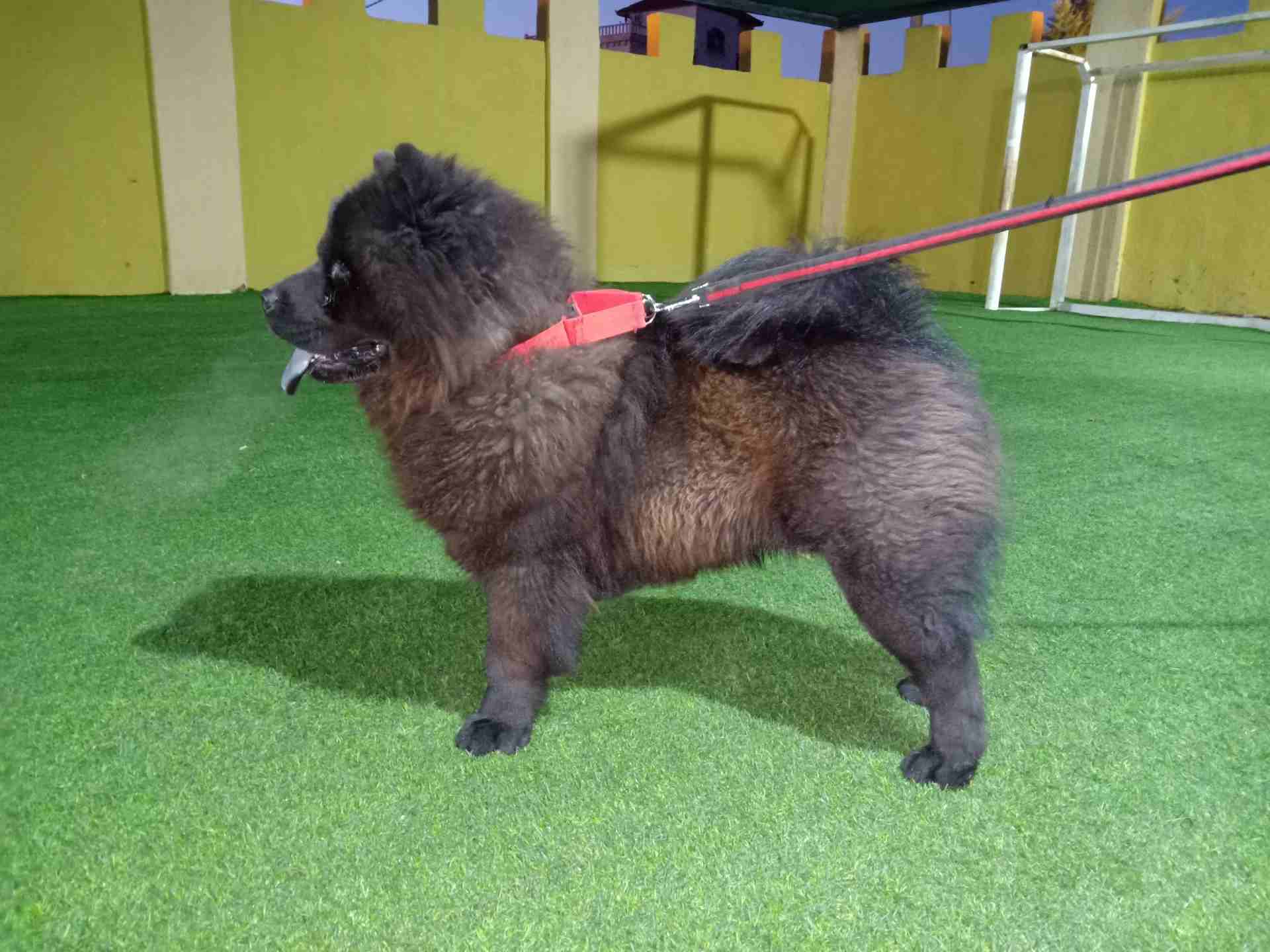 تشاو تشاو (chow chow)
لا تنسَ أنك شاهدت هذا الإعلان في عنكبوت
بسم الله الرحمن الرحيم(بسعر مغري)!!...