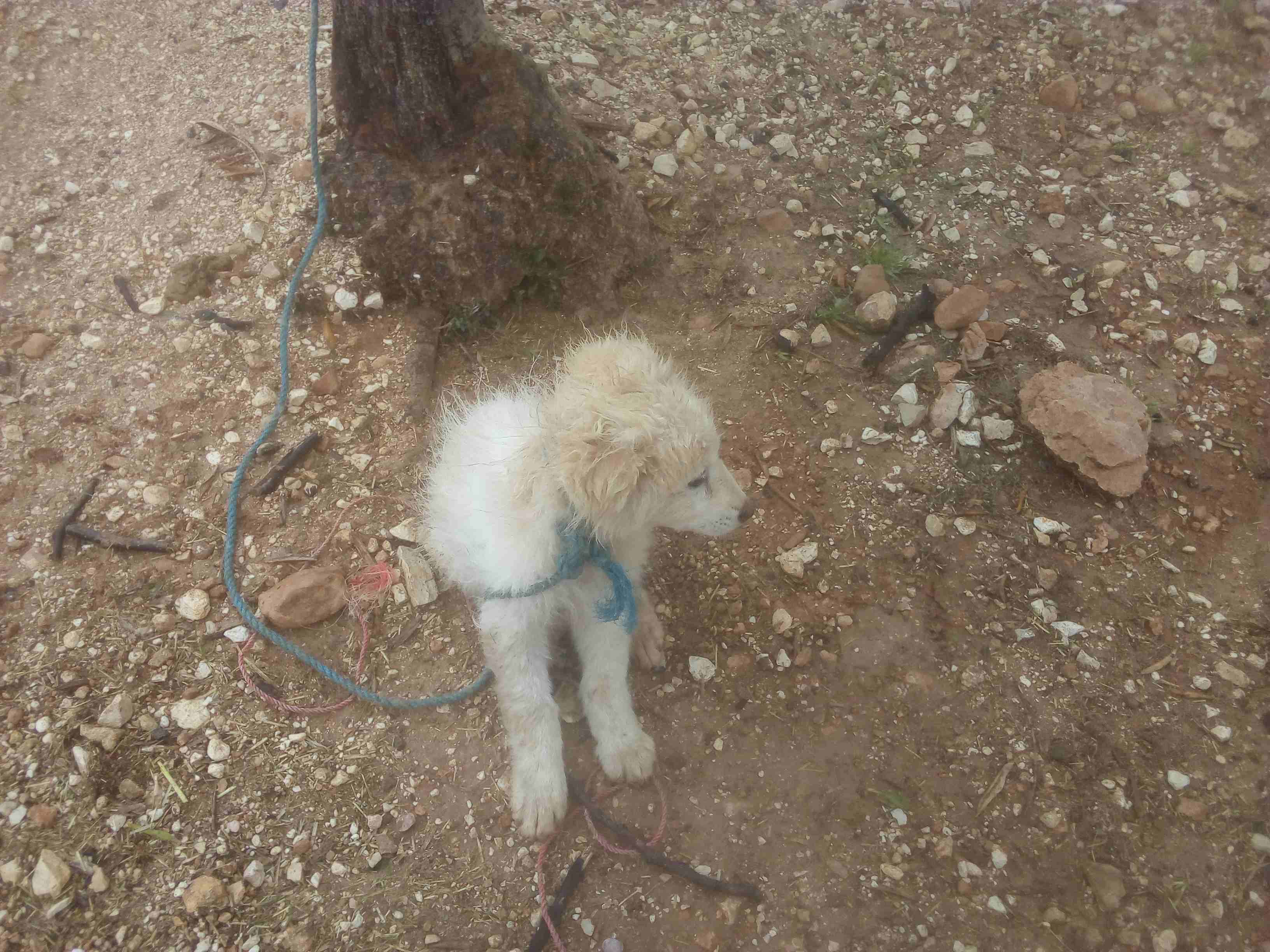 كلب ابيض حلو اليف للبيع لعدم اتفرغ
لا تنسَ أنك شاهدت هذا الإعلان في عنكبوت
كلب جميل واليف للبيع ل...