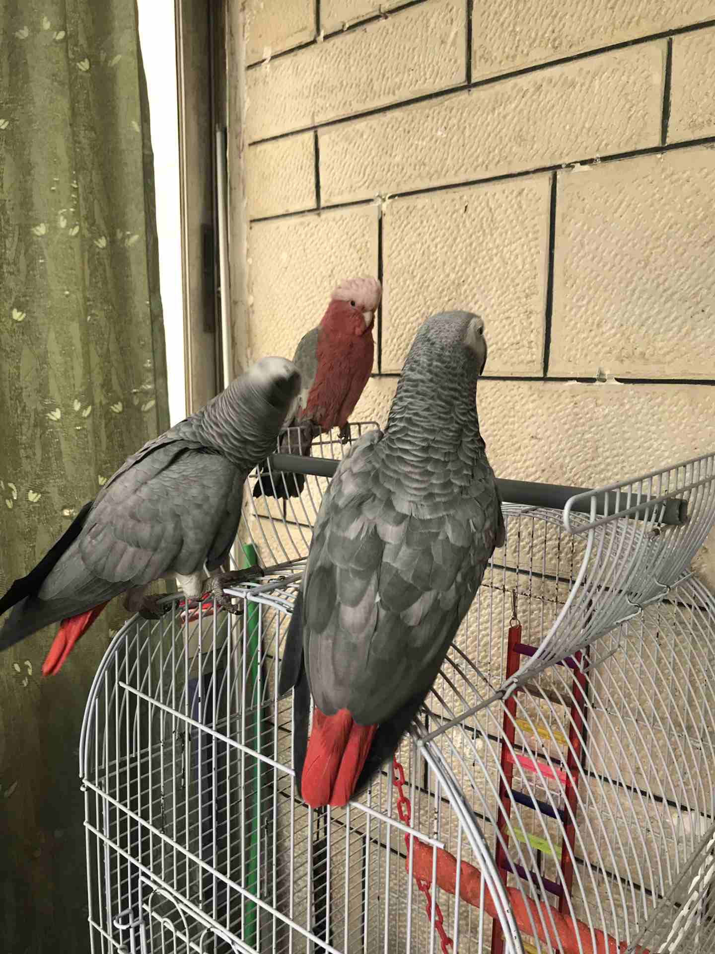 ببغات للبيع اليفات متكلمات
لا تنسَ أنك شاهدت هذا الإعلان في عنكبوت
كاسكو لون ثلجي بحكي 30 كلمه
ك...