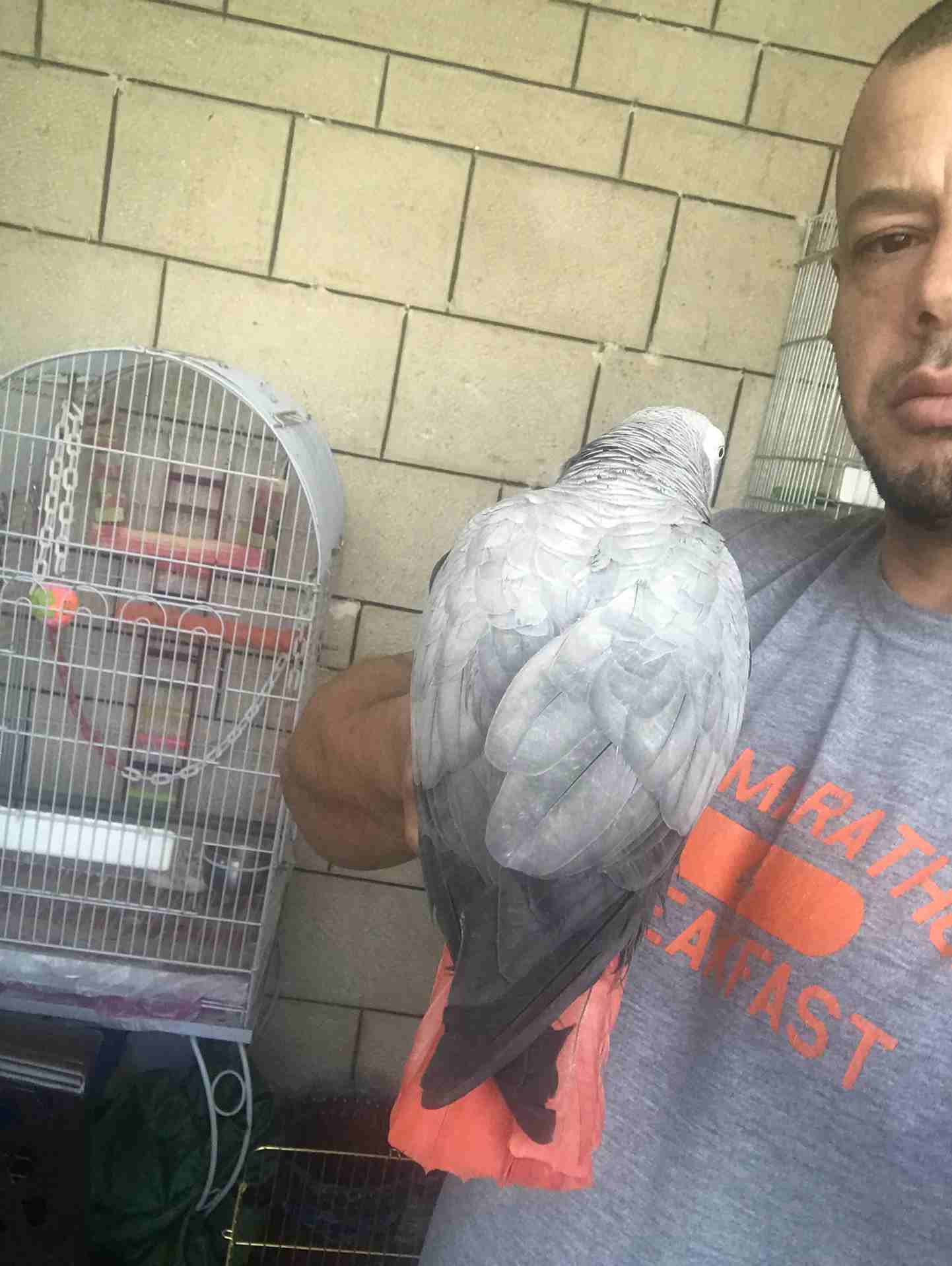 كاسكو عدد 2 للبيع
لا تنسَ أنك شاهدت هذا الإعلان في عنكبوت
كاسكو لون ثلجي بحكي 30 كلمه 370 دينار
ك...
