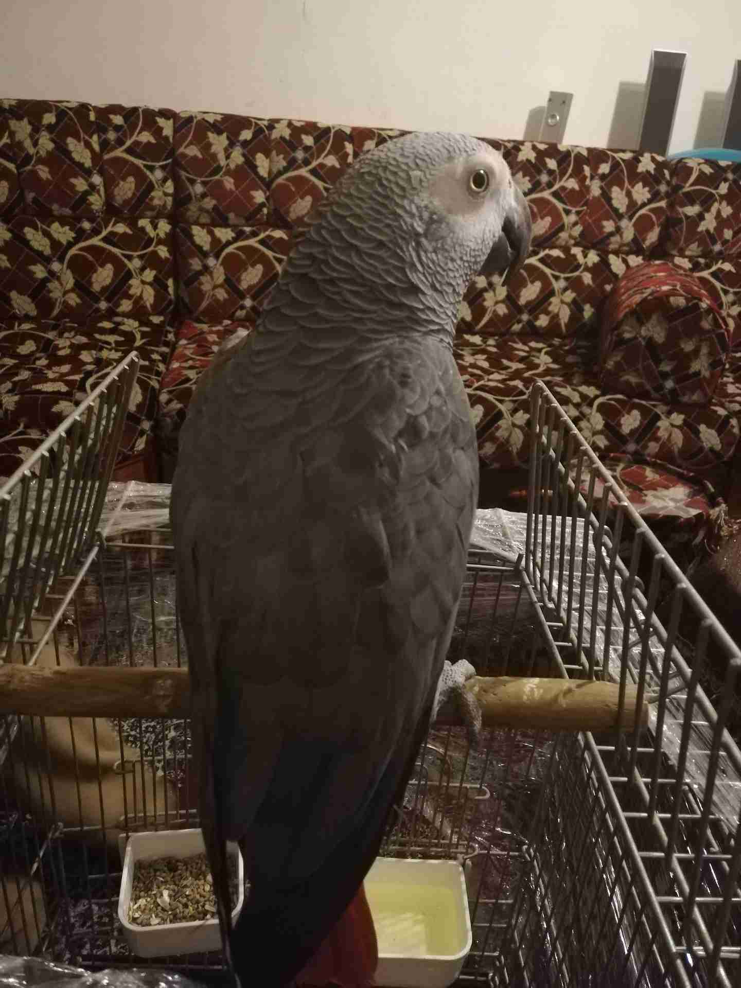 كاسكو متكلم أليف للبيع
لا تنسَ أنك شاهدت هذا الإعلان في عنكبوت
يسعد اوقات الجميع...
كاسكو دبل...
