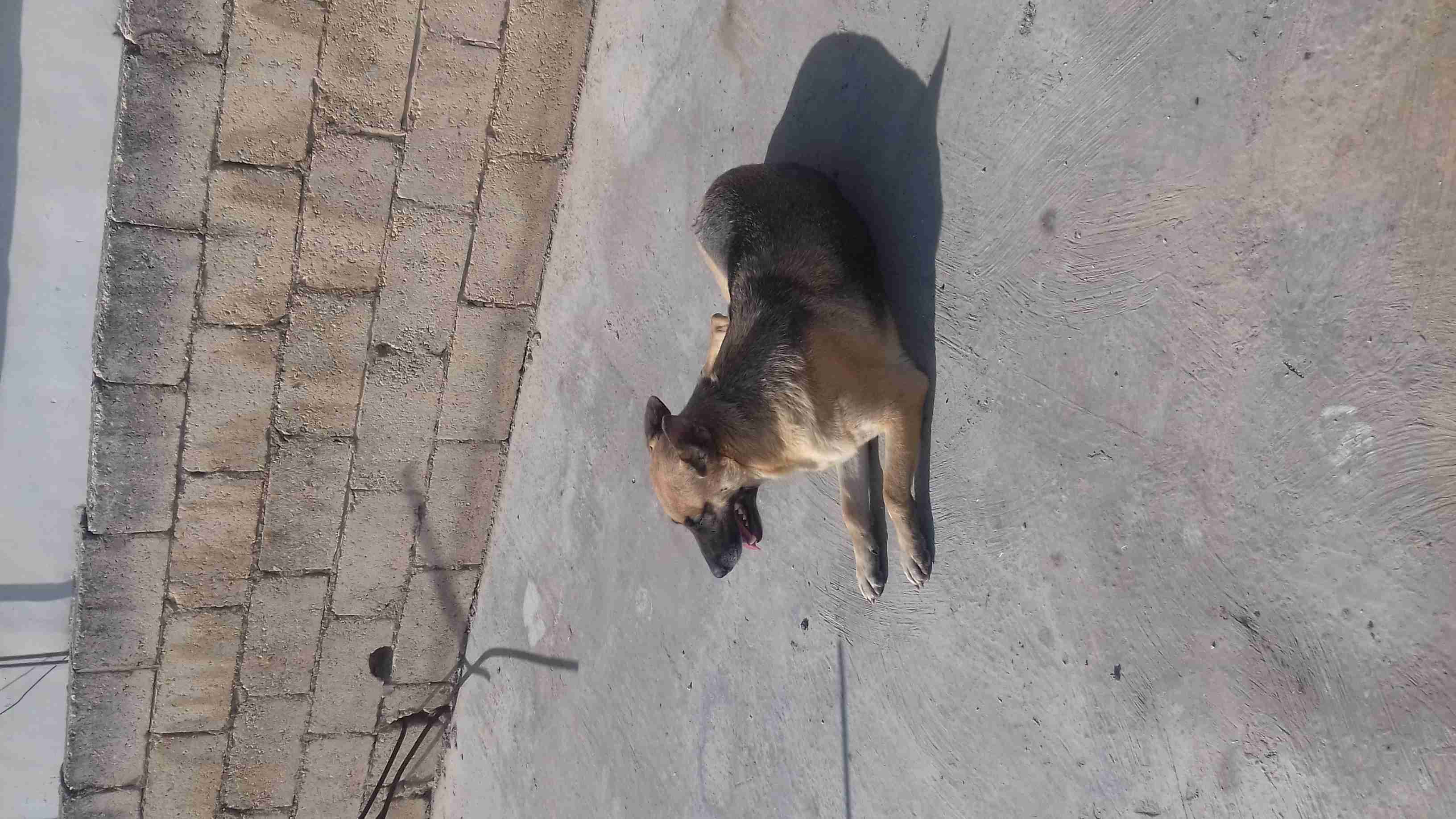 ذكر هاسكي نخب وأنثى ولف بلاك حكيت..
لا تنسَ أنك شاهدت هذا الإعلان في عنكبوت
ذكر هاسكي عمر سنه...