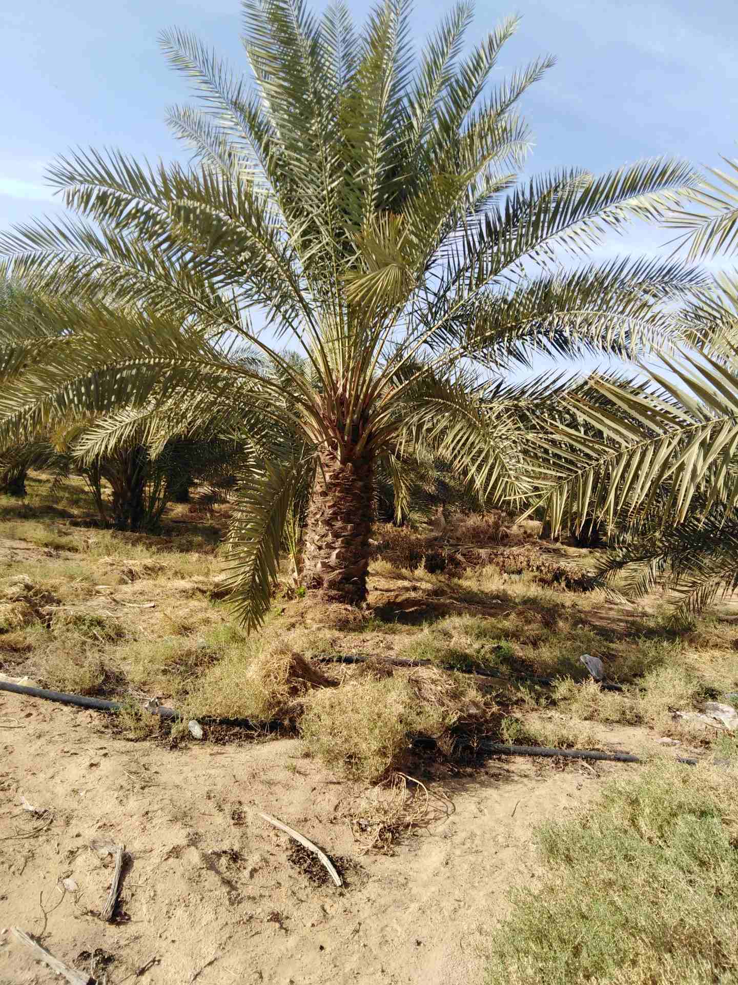 نخيل للبيع                                            


	 				لا تنسَ أنك شاهدت هذا الإعلان في عنكبوت            
	 				
                            يوجد لدينا جميع انواع النخيل بجميع الانواع وال...