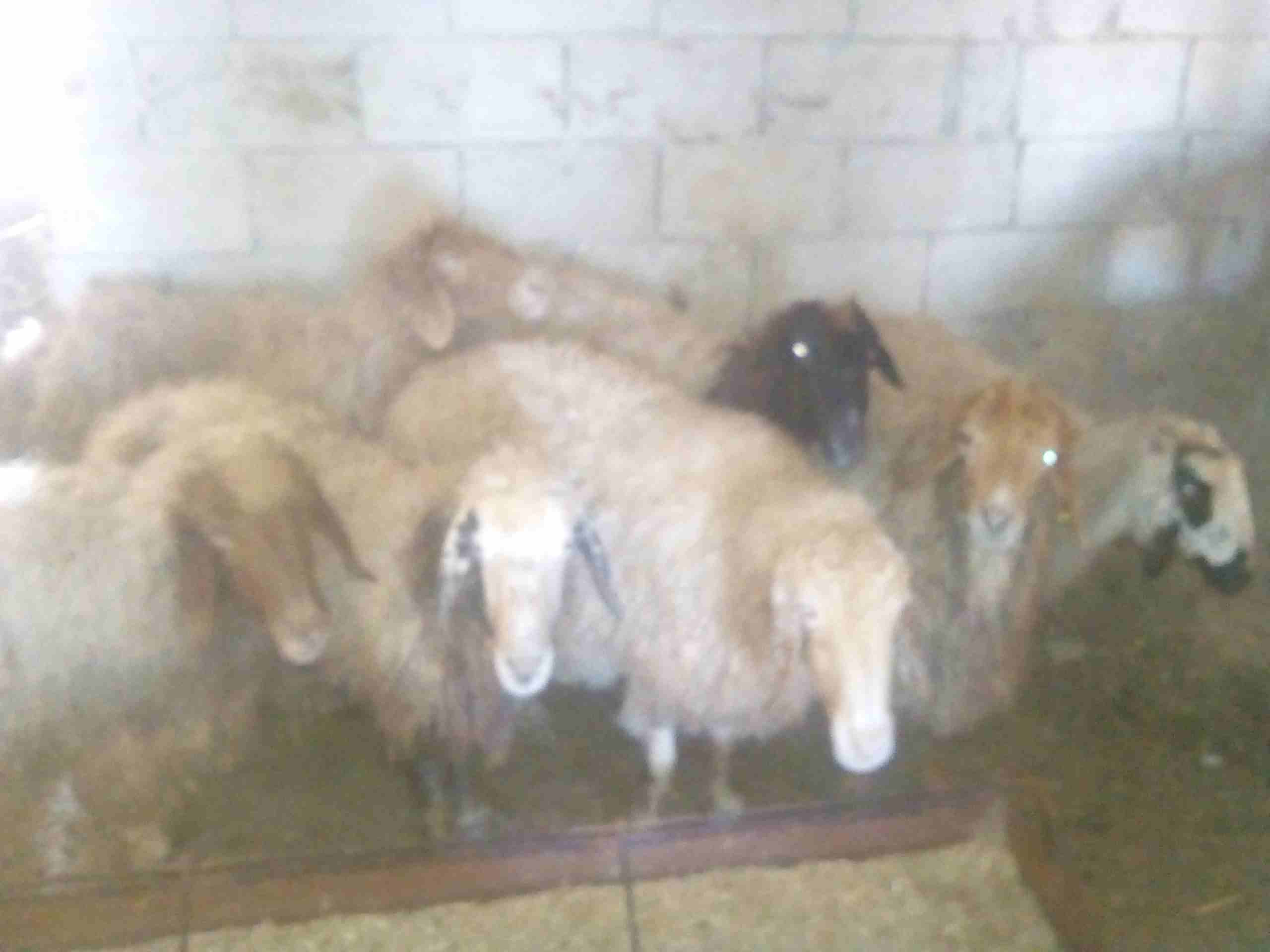 سبع نعجات سن صغير للبيع
لا تنسَ أنك شاهدت هذا الإعلان في عنكبوت
النعاج سن صغير واعشار من ثلاث اشه...