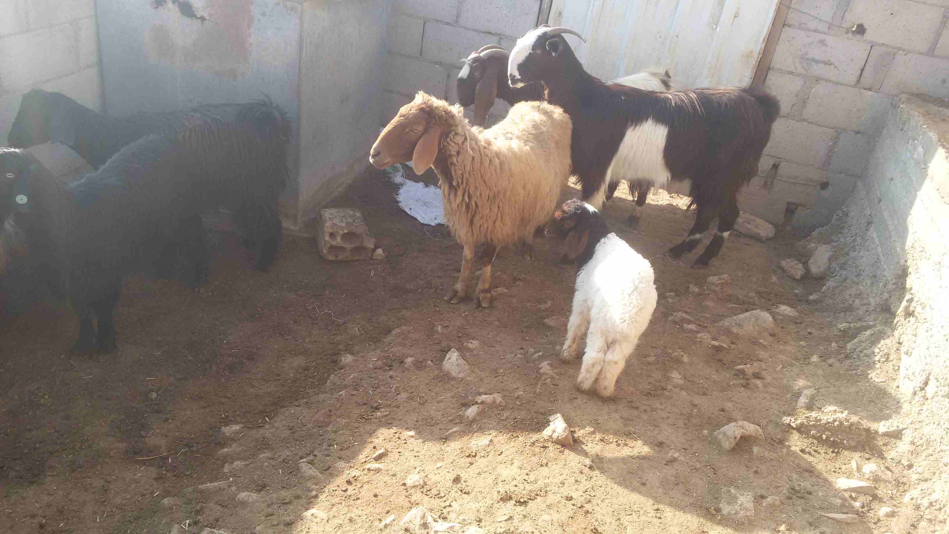 ماعز وغنم للبيع
لا تنسَ أنك شاهدت هذا الإعلان في عنكبوت
5 ثنايا هادات
1عنز هاده
2 نعجتين معهن خ...