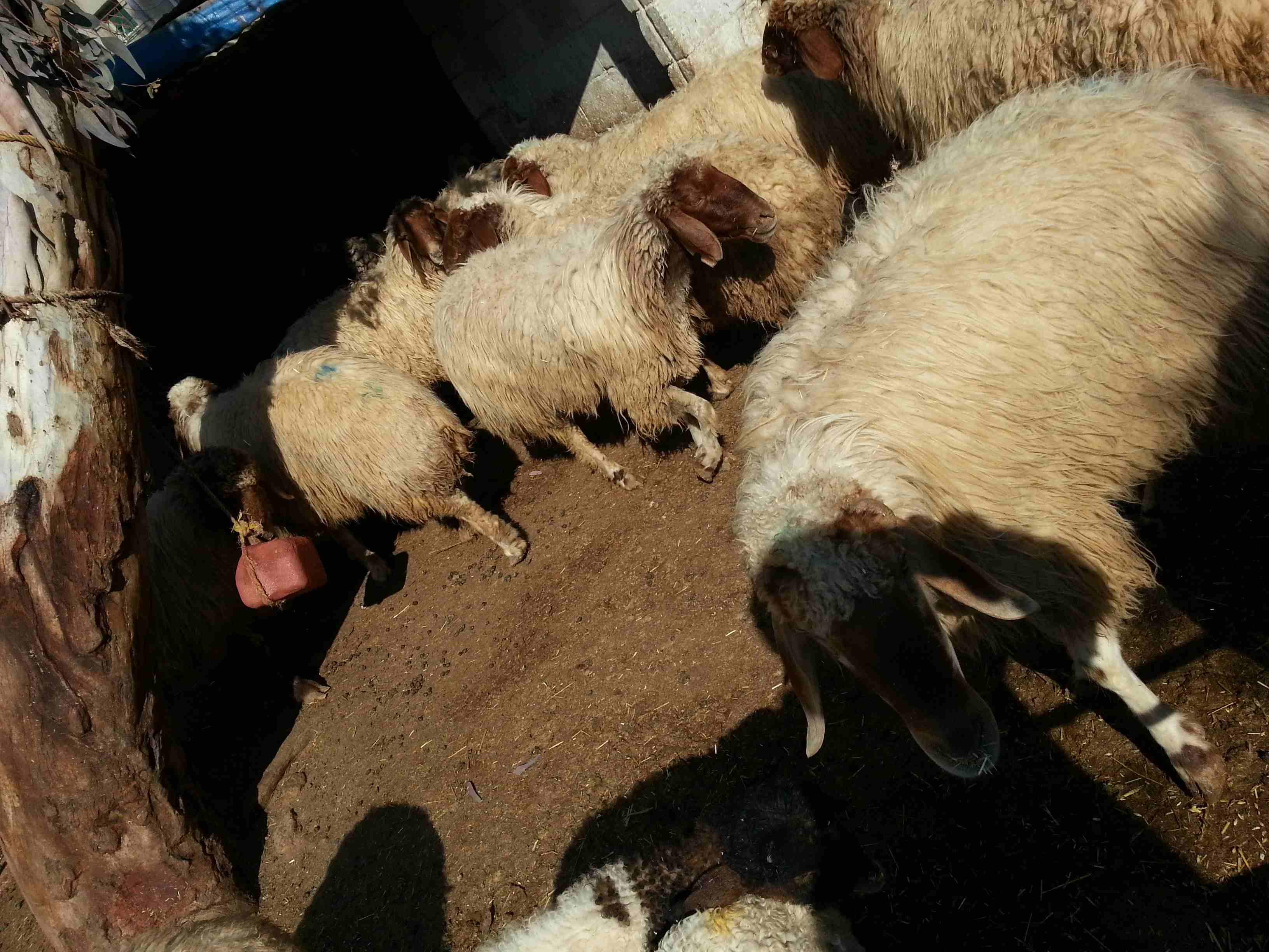 غنم مدارير للبيع العدد 12 راس                                            


	 				لا تنسَ أنك شاهدت هذا الإعلان في عنكبوت            
	 				
                            غنم وجه ميﻻد العدد 12  الله...