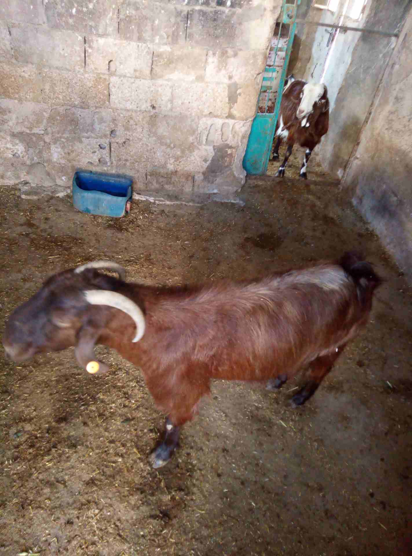 بسم الله الرحمن الرحيم 9 معز نخب مواليد عز المقنوه اذكر الله
لا تنسَ أنك شاهدت هذا الإعلان في عنكبوت...