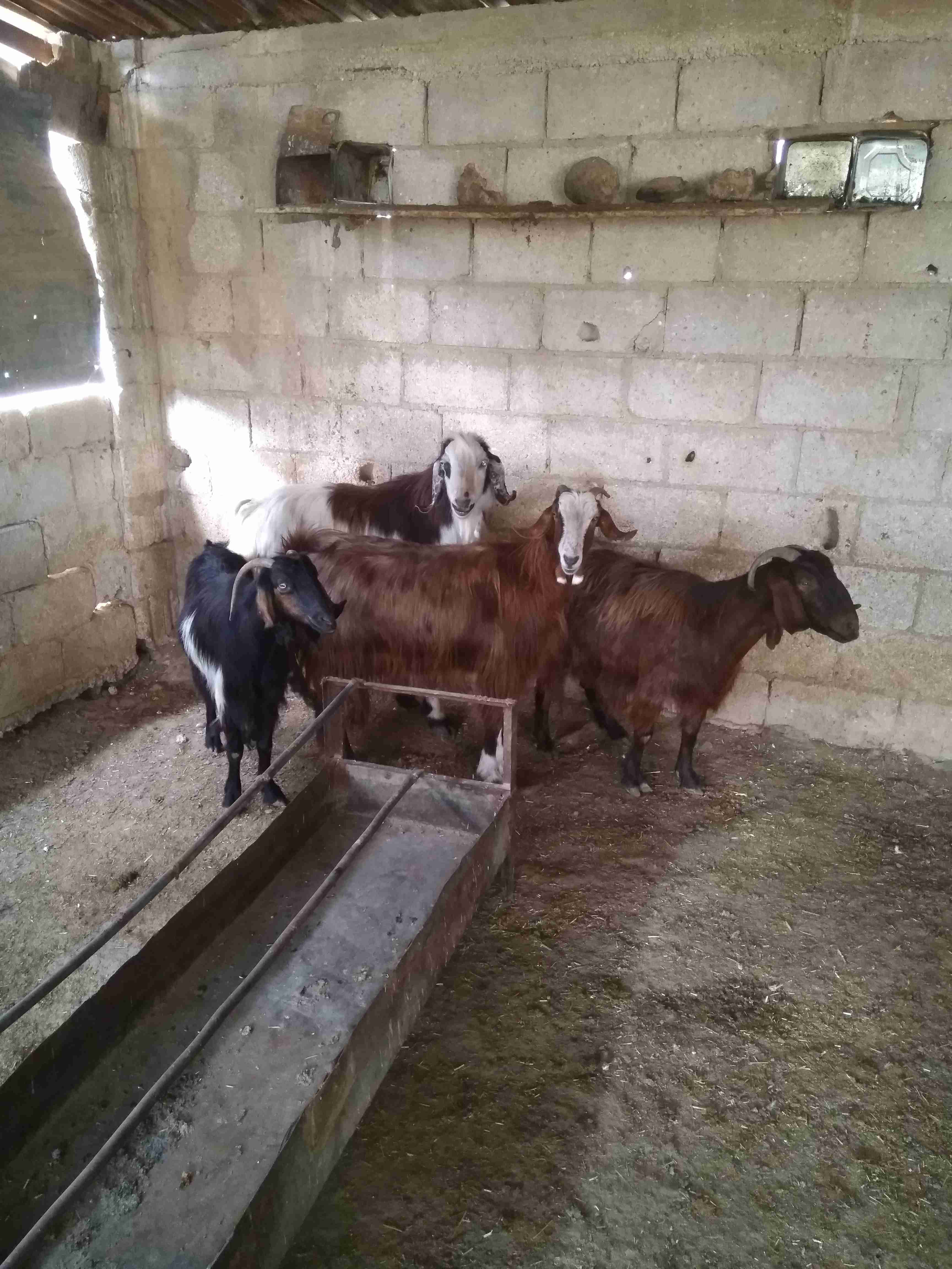 ثلاثة معزة معاشير وتيس رباع
لا تنسَ أنك شاهدت هذا الإعلان في عنكبوت
ثلاثة معزة ما شاء الله عل...