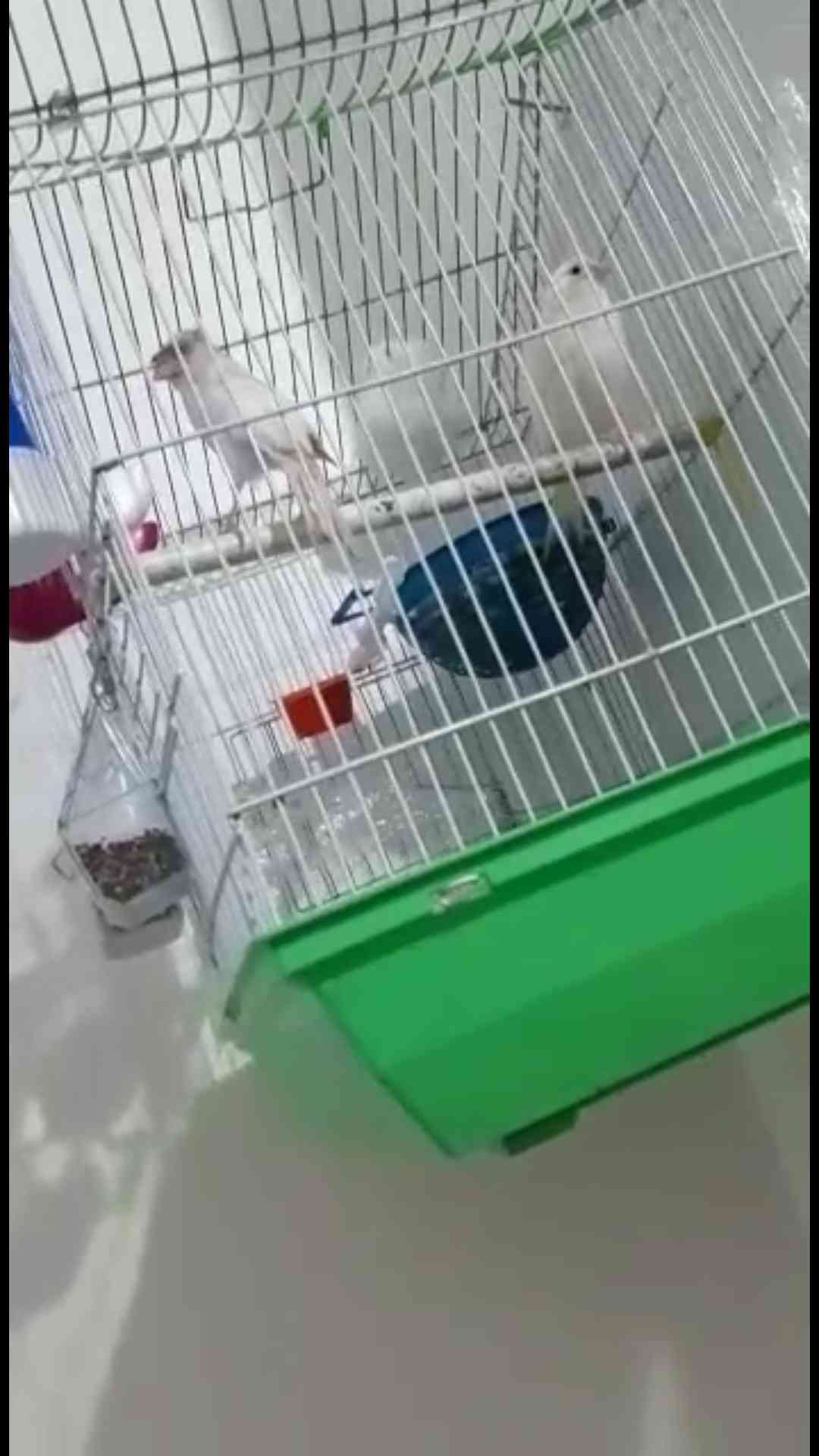 جواز بيض وفحول وطواير للبيع
لا تنسَ أنك شاهدت هذا الإعلان في عنكبوت
جوزين أبيض
طيرتين أبيض
ط...