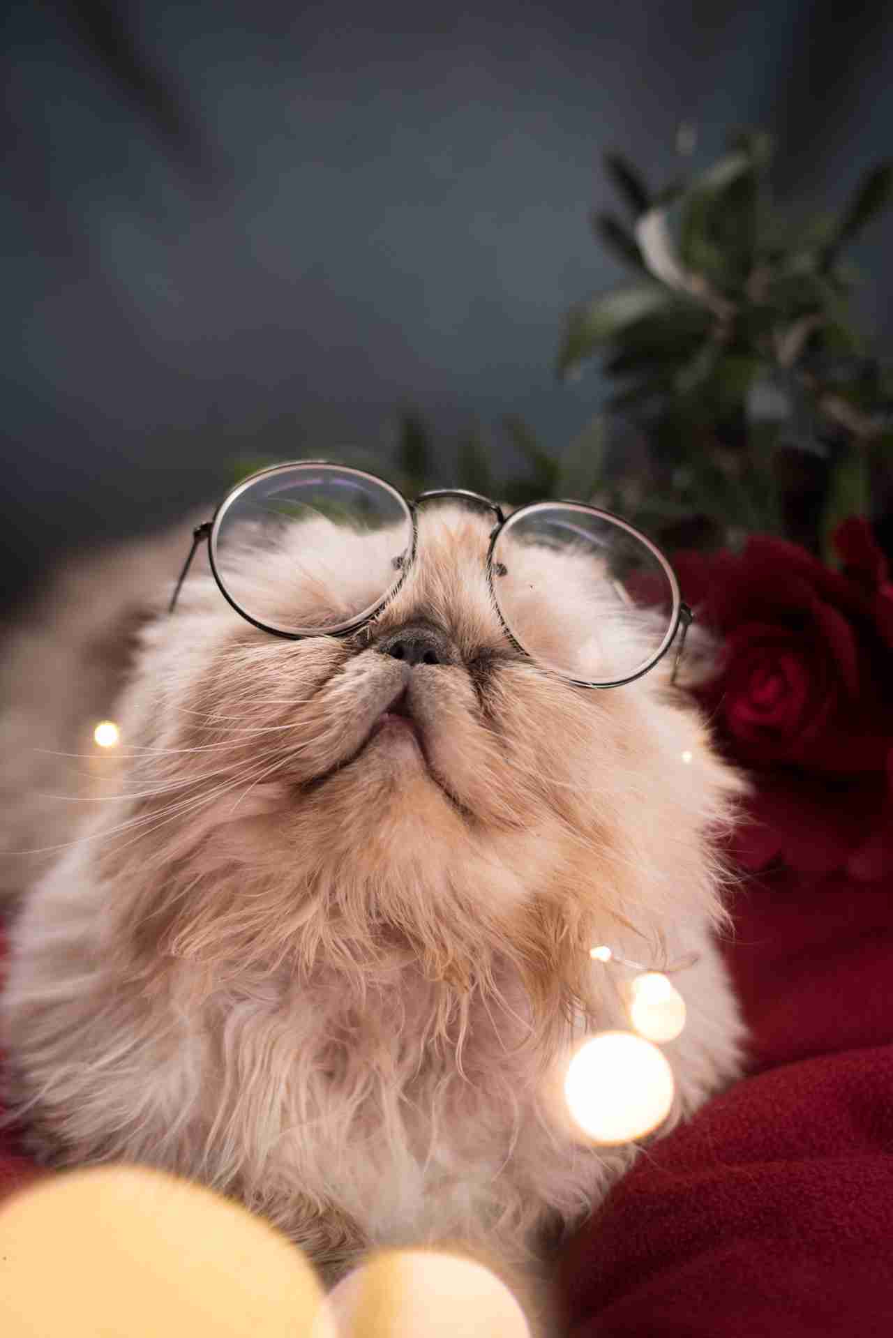 ذكـر همالايا بـلو زورار مستوى عالي للبيـع
لا تنسَ أنك شاهدت هذا الإعلان في عنكبوت
#عنتر
ماشا...