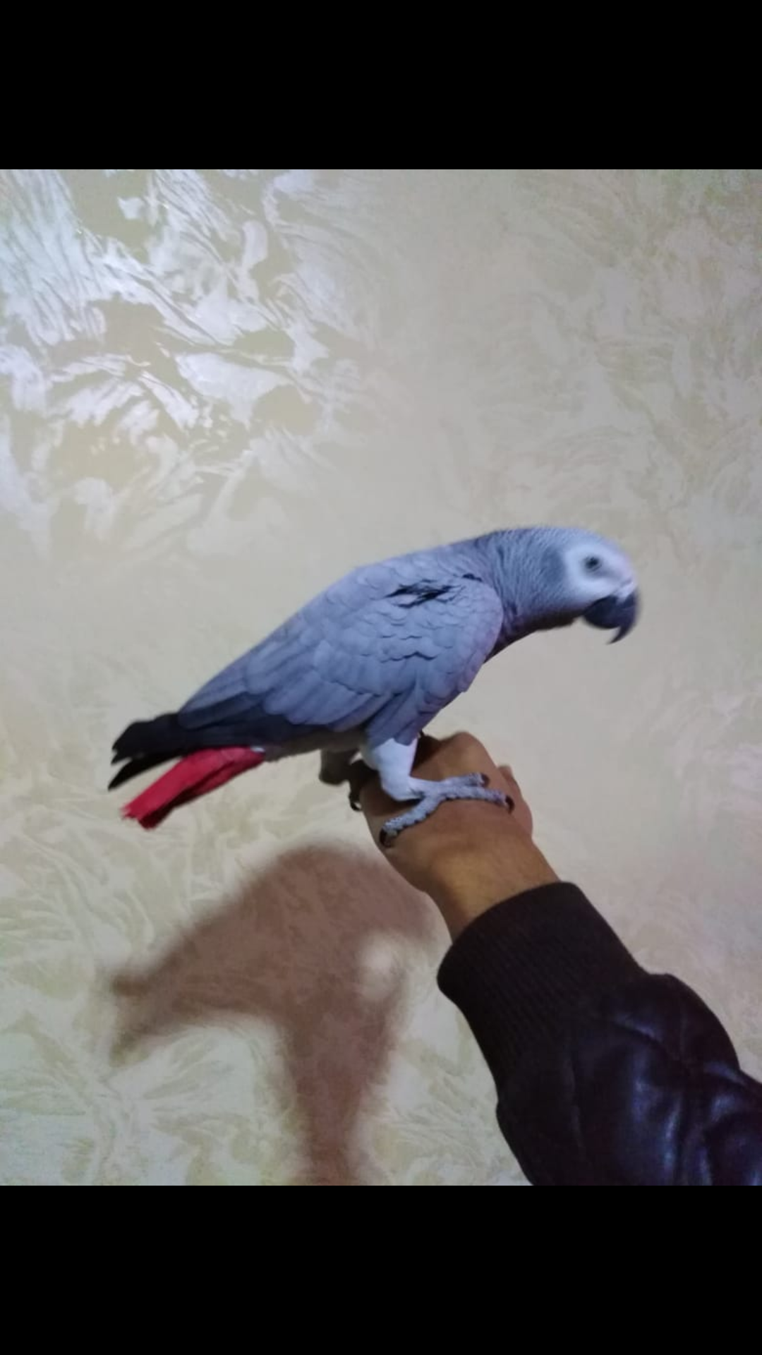 كاسكو سوبر سوبر جانبو لون ثلجي بحكي فوق ال 50 كلمة اليف عجينه
لا تنسَ أنك شاهدت هذا الإعلان في عنكبوت...