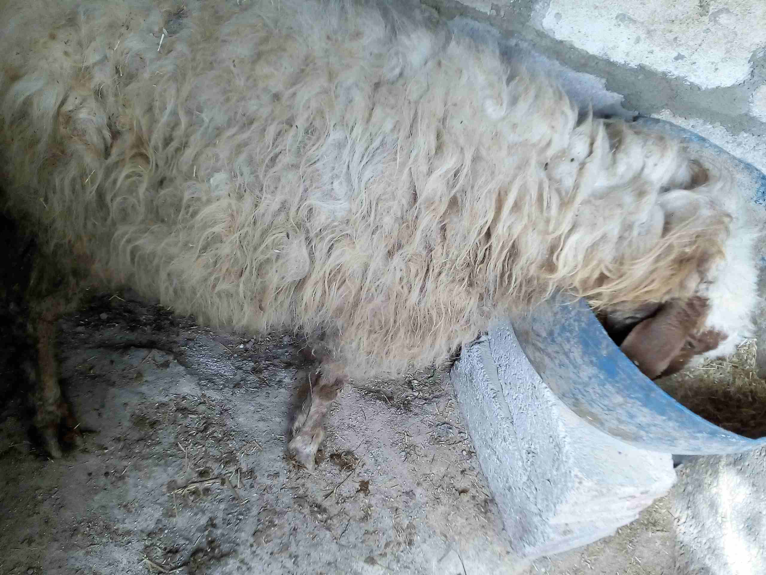بسم الله
لا تنسَ أنك شاهدت هذا الإعلان في عنكبوت
يوجد نعجة سن نظيف صحة ونظافة والله اعلم عشار ا...