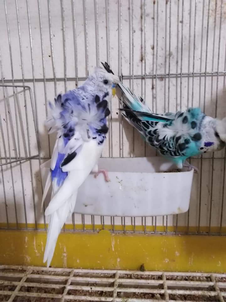 هوجو رومو.. معهم فرخ مفطوم                                            


	 				لا تنسَ أنك شاهدت هذا الإعلان في عنكبوت            
	 				
                                جوز هوجو روموا.. شغال...