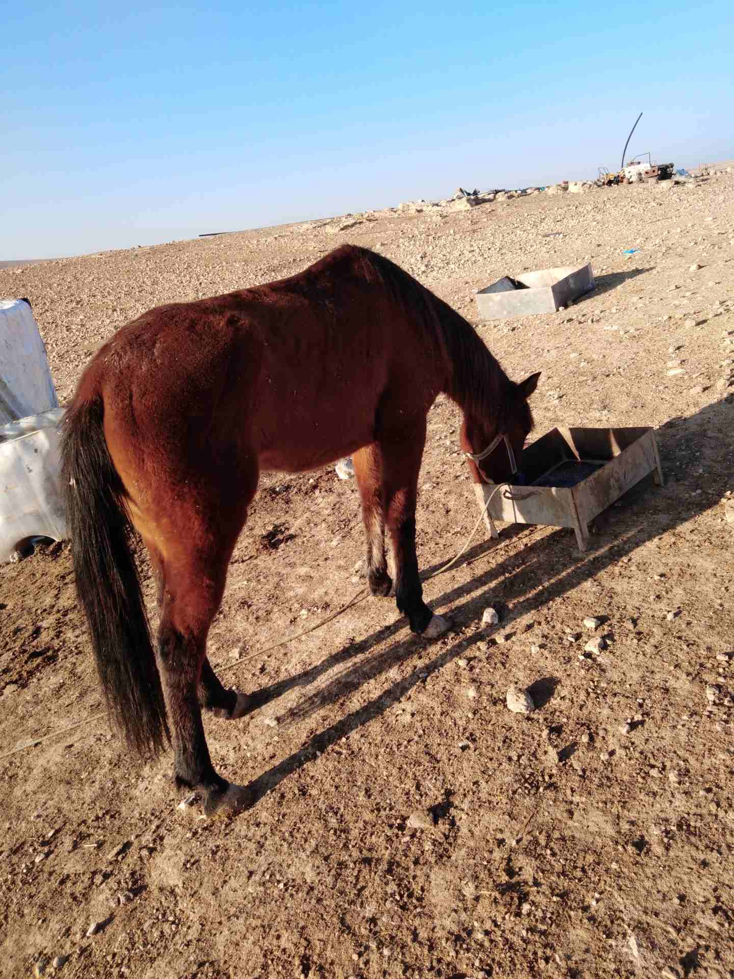 أفلح من ذكر الله وصلى على سيدنا محمد فرس عمر 4سنوات فرس حاميه عاى الركوب
لا تنسَ أنك شاهدت هذا الإعلان في عنكبوت
0777385398...