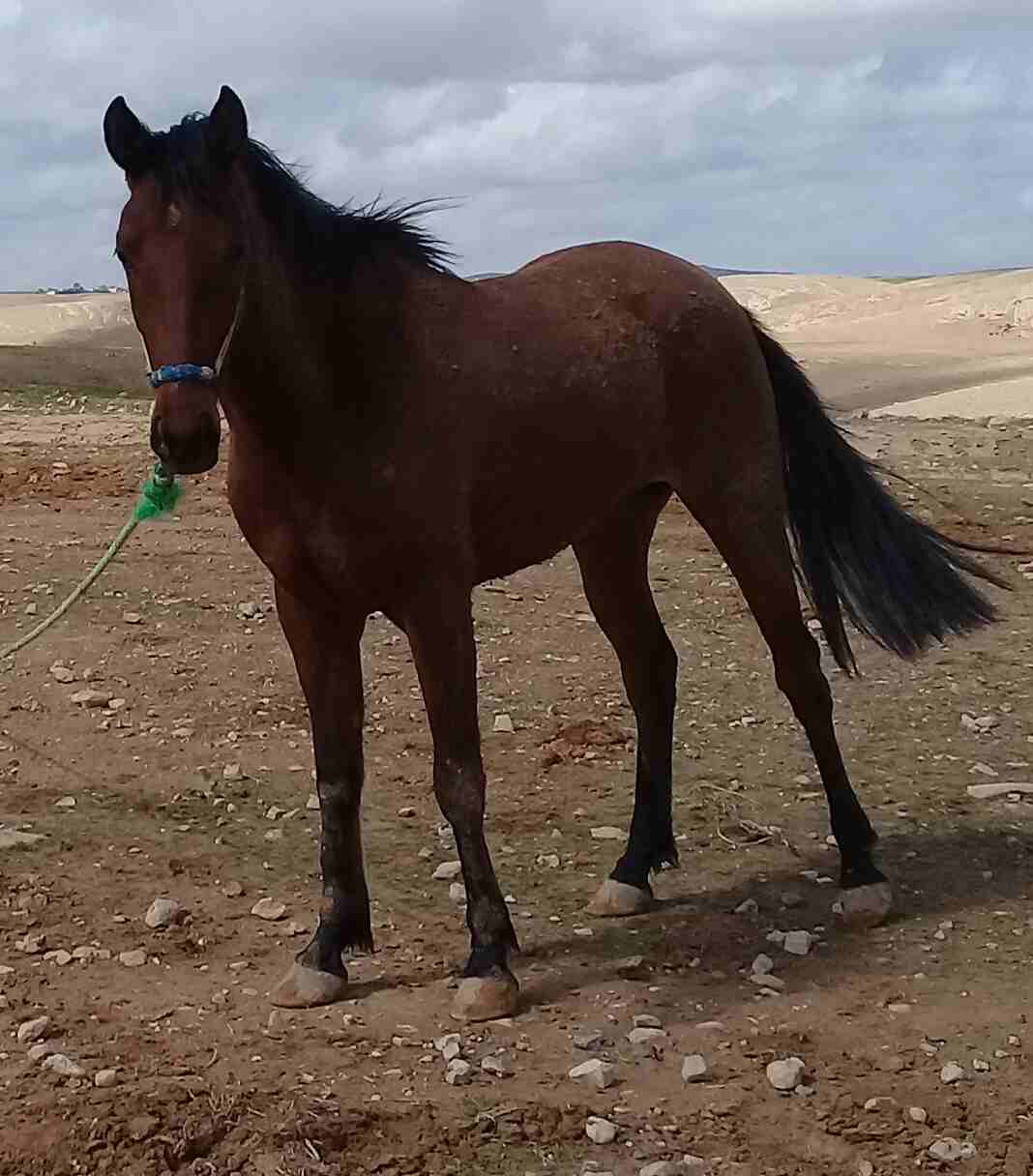 أفلح من ذكر الله وصلى على سيدنا محمد فرس عمر 4سنوات فرس حاميه عاى الركوب
لا تنسَ أنك شاهدت هذا الإعلان في عنكبوت
0777385398...