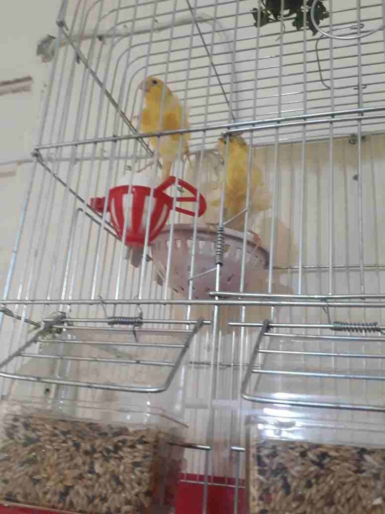 3اجواز كنار مفتلات وفي جوز مكنبرات للبيع بسعر مغري وفي حبه مفتله زيتوني مفتل                                            


	 				لا تنسَ أنك شاهدت هذا الإعلان في عنكبوت...