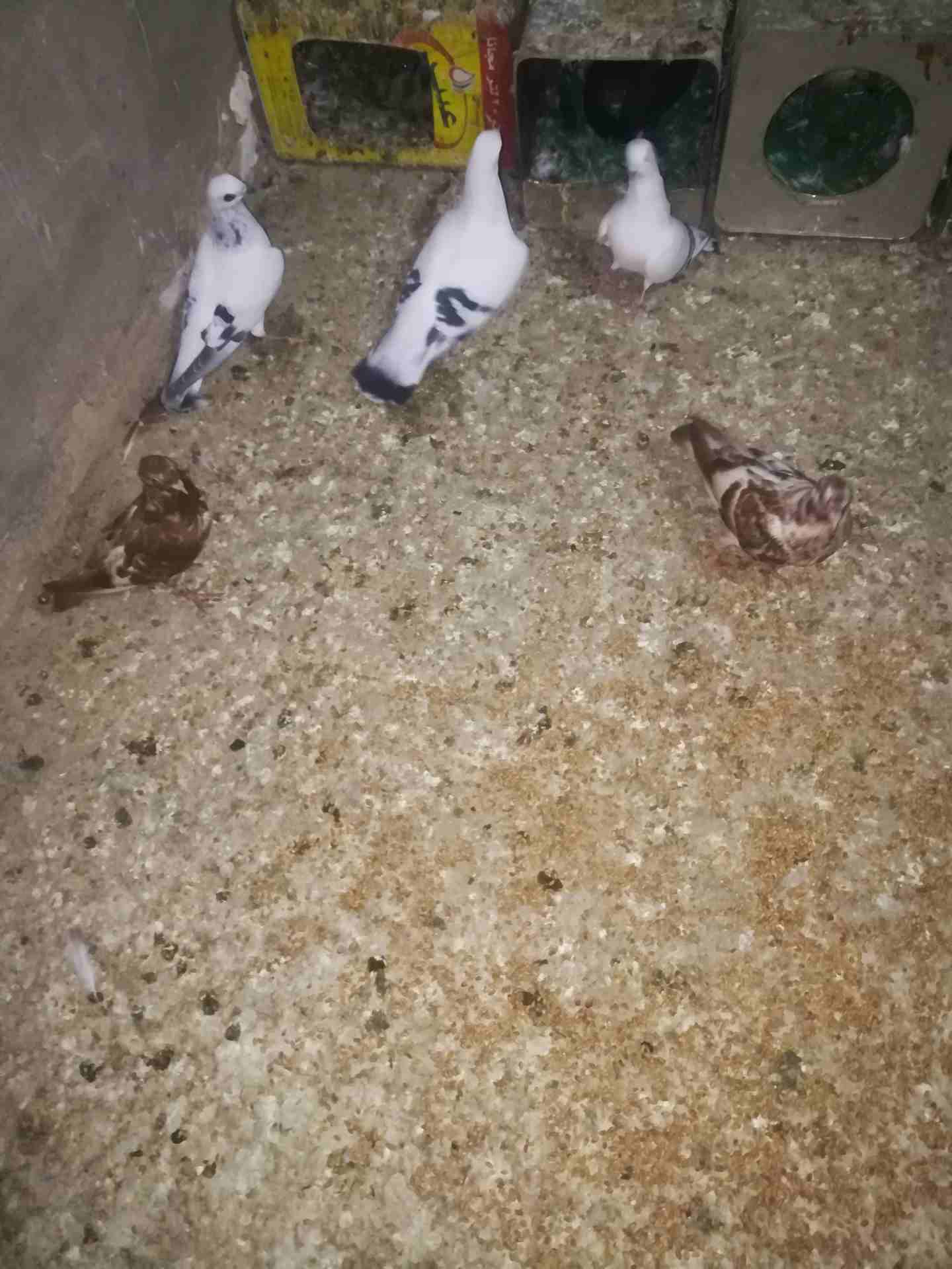 حمام نخب                                            


	 				لا تنسَ أنك شاهدت هذا الإعلان في عنكبوت            
	 				
                            5جواز عالفرازه للبيع بسعر مغري للجادين فقط كلو ش...