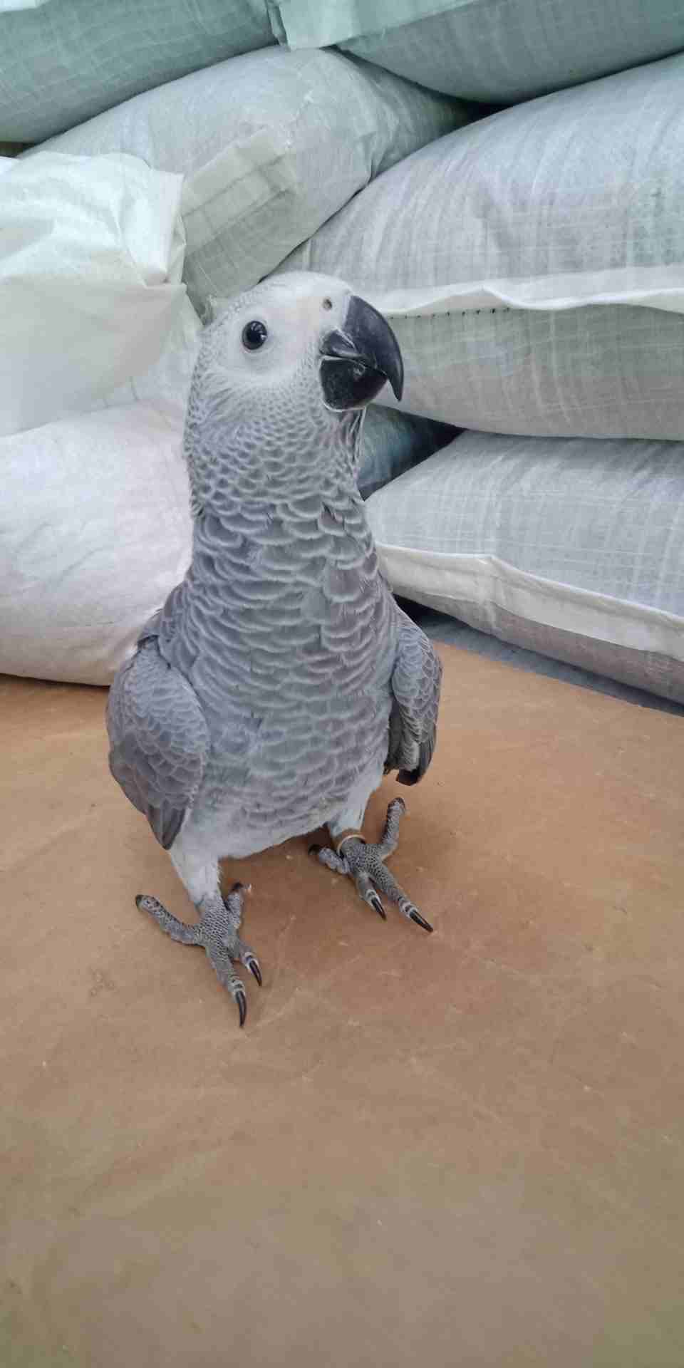 فرخ كاسكو عين سوده طمس مزرعه حجل ذهبي راس طير حجم جامبو ثوب ثلجي جناح كامل صحه
لا تنسَ أنك شاهدت هذا الإعلان في عنكبوت...