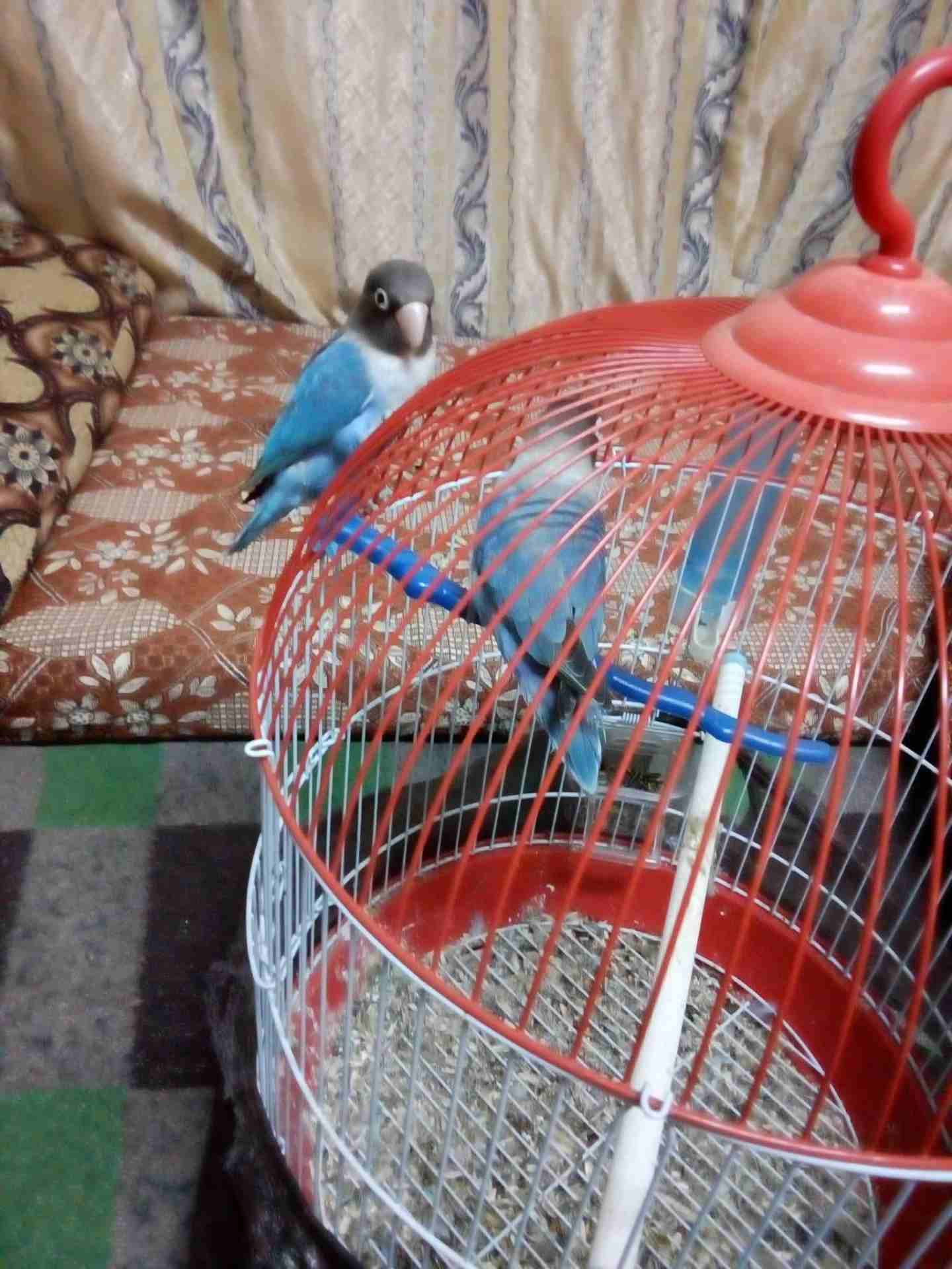 جوز فشر
لا تنسَ أنك شاهدت هذا الإعلان في عنكبوت
جوز فشر مع قفص دائري جديد وكوخ
الذكر ما بعض
لون ا...