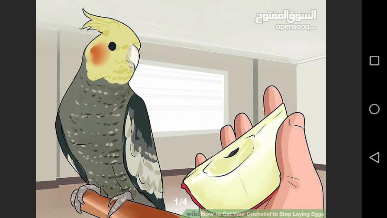 مطلوب طيره كوكتيل اصفر حجم كبير او لاتينو في اي سعر لحد  30 في عمان                                            


	 				لا تنسَ أنك شاهدت هذا الإعلان في عنكبوت...