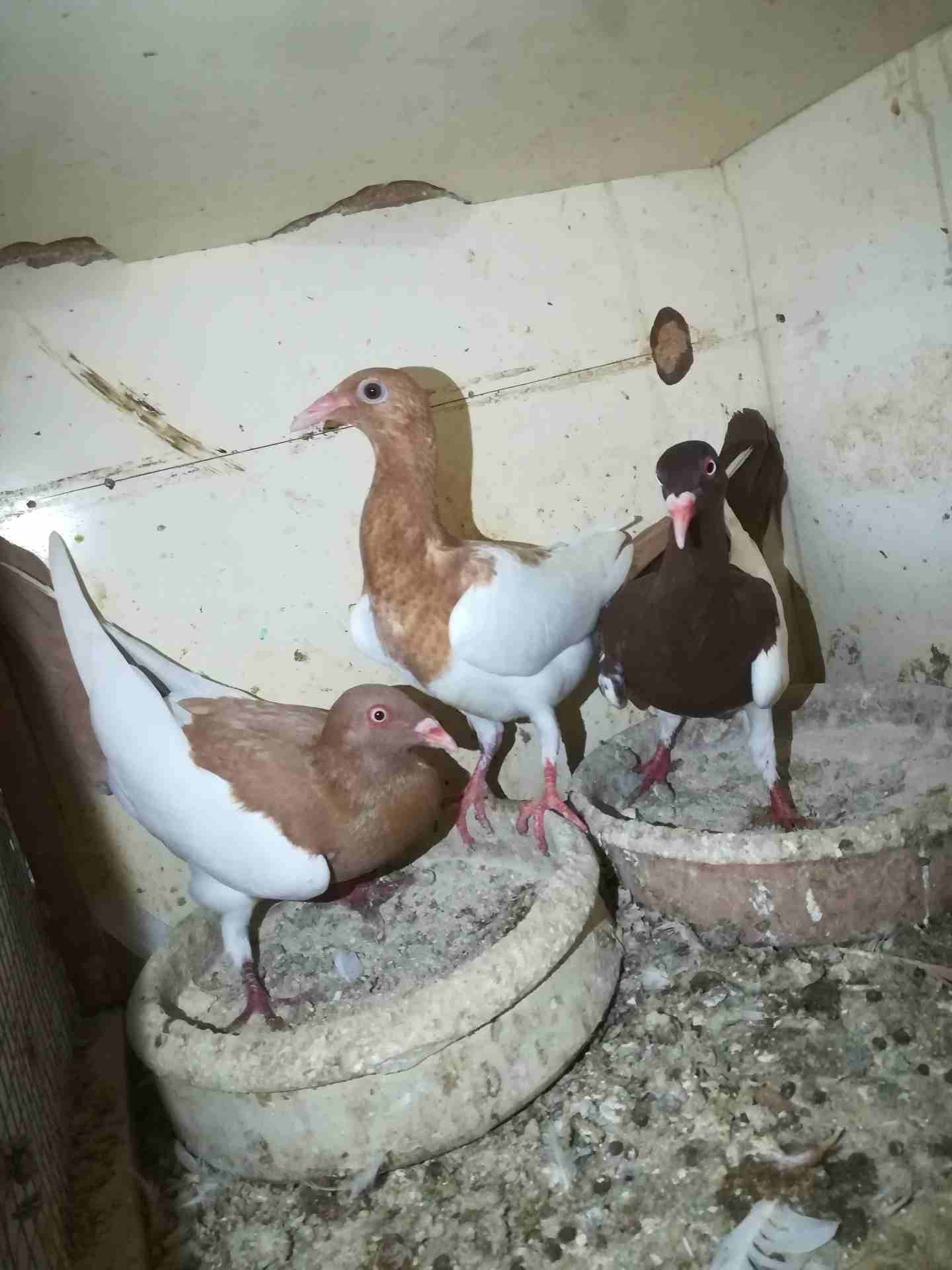 حمام للبيع جواز شغاله نضيفه
لا تنسَ أنك شاهدت هذا الإعلان في عنكبوت
حمام للبيع او للبدل على عصافي...