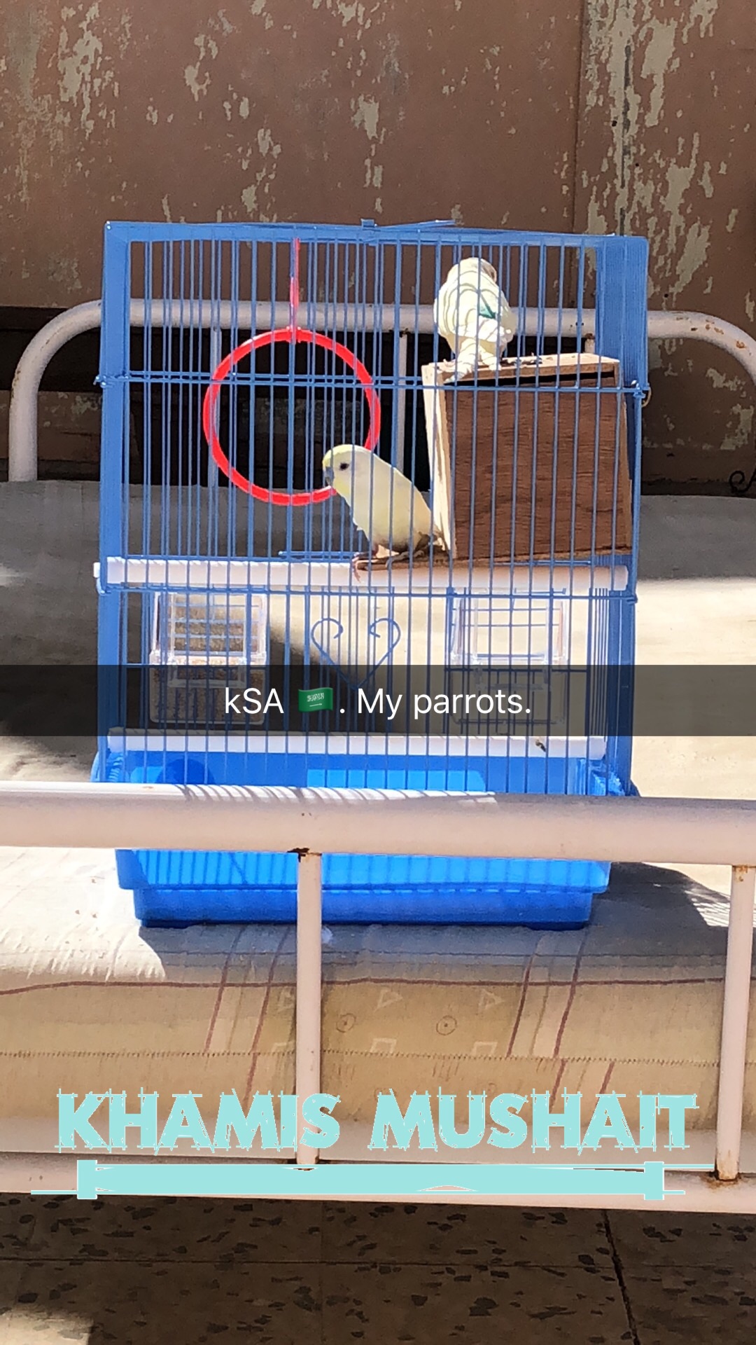 parrots for sale                                            


	 				لا تنسَ أنك شاهدت هذا الإعلان في عنكبوت            
	 				
                                Serious person content me...